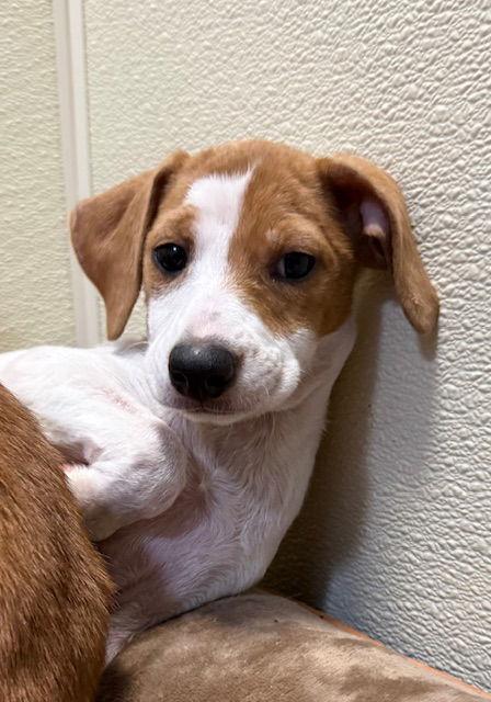 Megan, a Adoptable mixed breed in Lake Hopatcong, NJ image 2/3