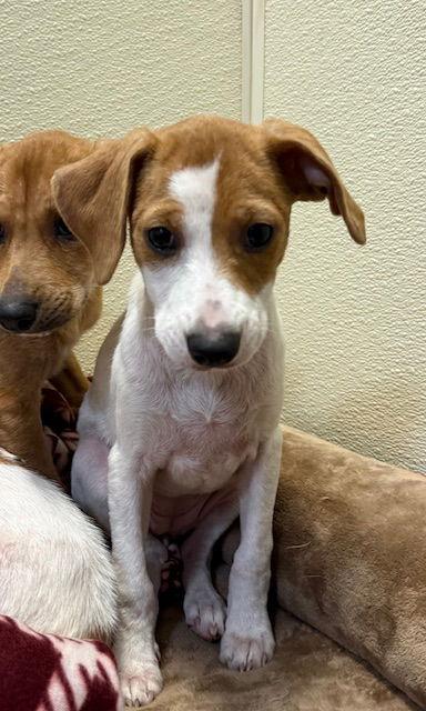 Megan, a Adoptable mixed breed in Lake Hopatcong, NJ image 3/3