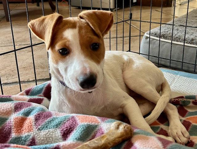 Megan, Adoptable, Puppy Female Jack Russell Terrier & Chihuahua.