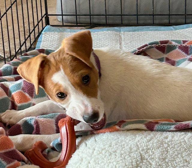 Enlarge Megan, a Adoptable mixed breed in Lake Hopatcong, NJ image 2/3