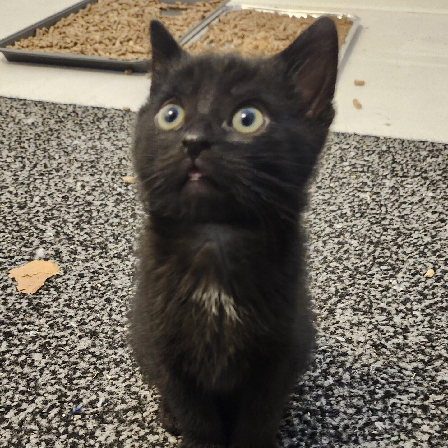 Darjeeling, an adoptable Domestic Short Hair in Calgary, AB, T2E 3Z7 | Photo Image 1