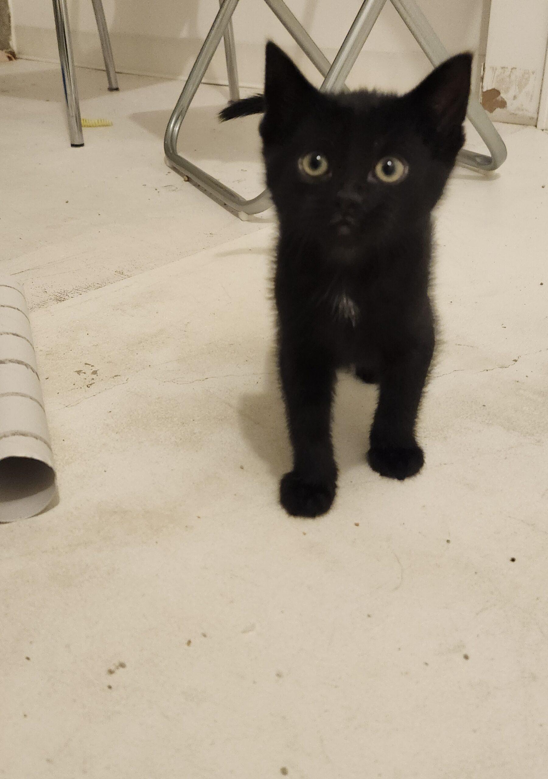 Darjeeling, an adoptable Domestic Short Hair in Calgary, AB, T2E 3Z7 | Photo Image 2