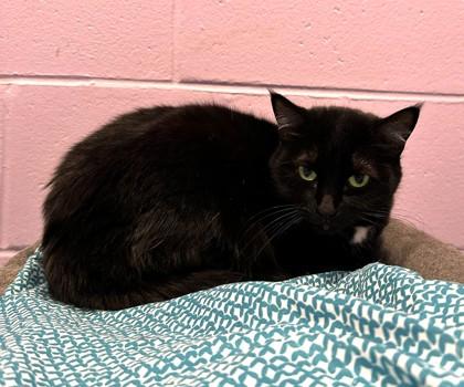 Mama, Adoptable, Young Female Domestic Short Hair & Domestic Short Hair.