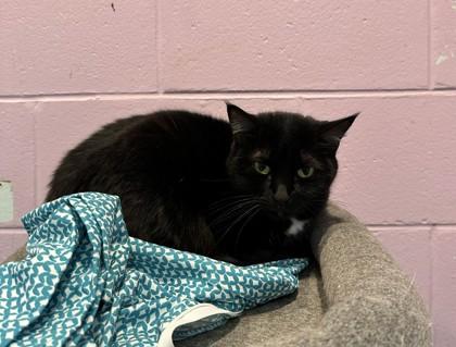 Enlarge Mama, a Adoptable mixed breed in Palm Coast, FL image 1/3