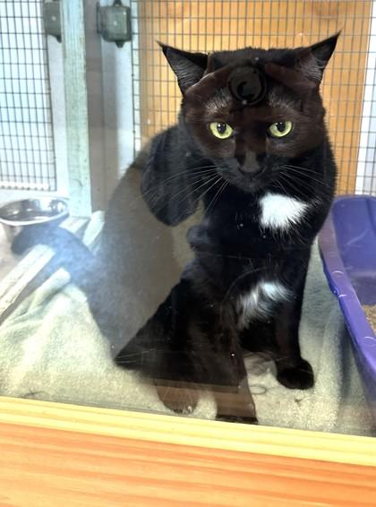 Mama, a Adoptable mixed breed in Palm Coast, FL image 2/3