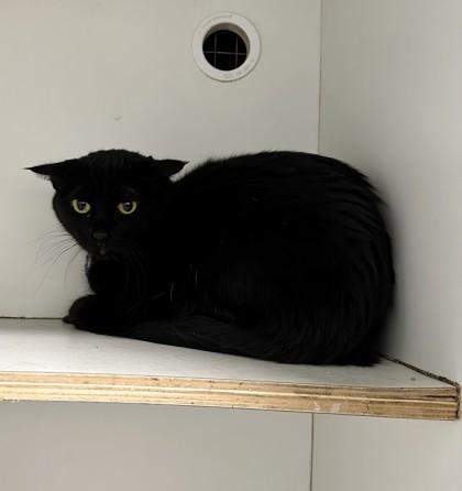 Enlarge Mama, a Adoptable mixed breed in Palm Coast, FL image 3/3