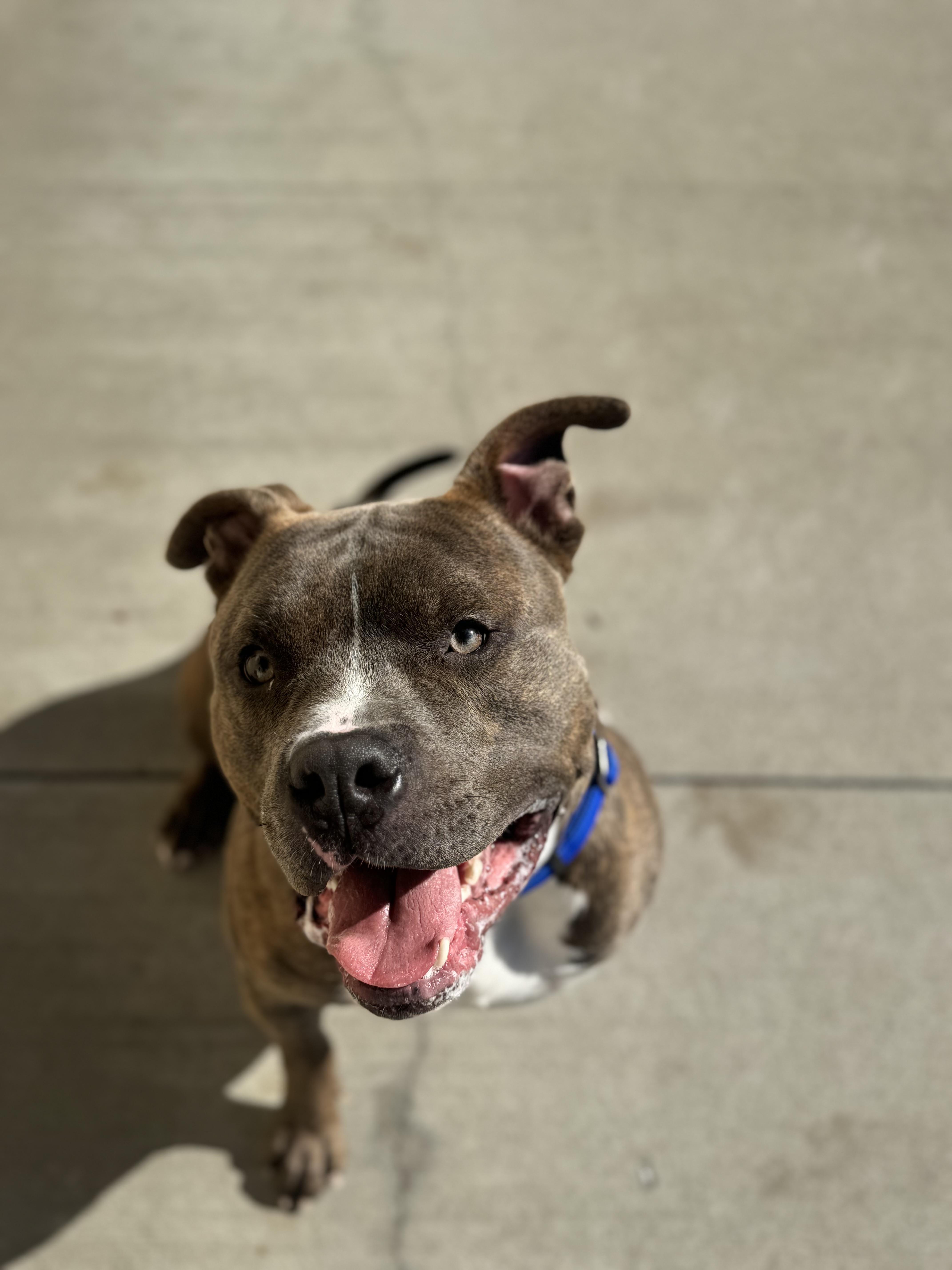 Enlarge Mallow, a Adoptable mixed breed in Mansfield, OH image 2/2