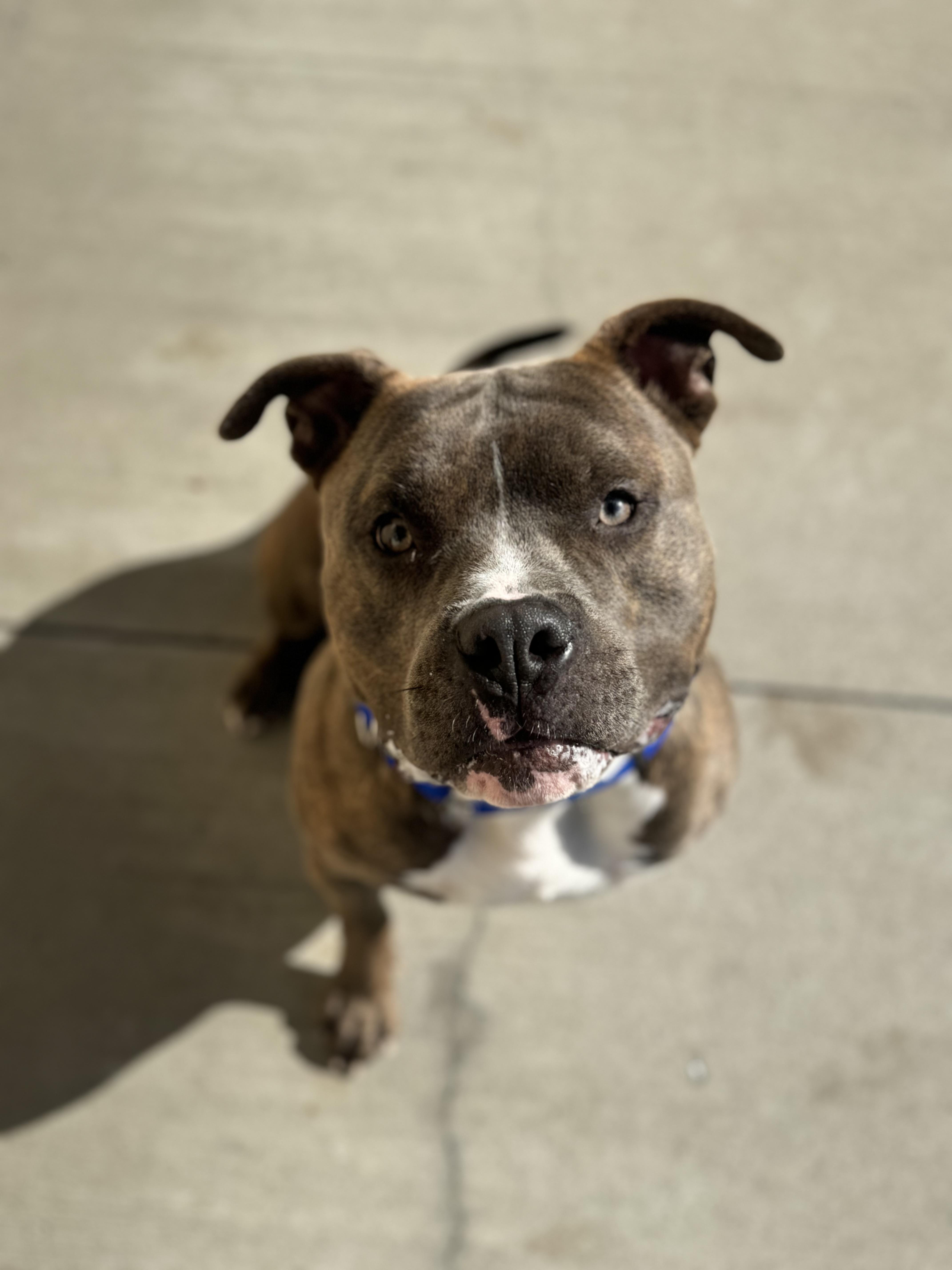 Mallow, Adoptable, Adult Male Cane Corso.
