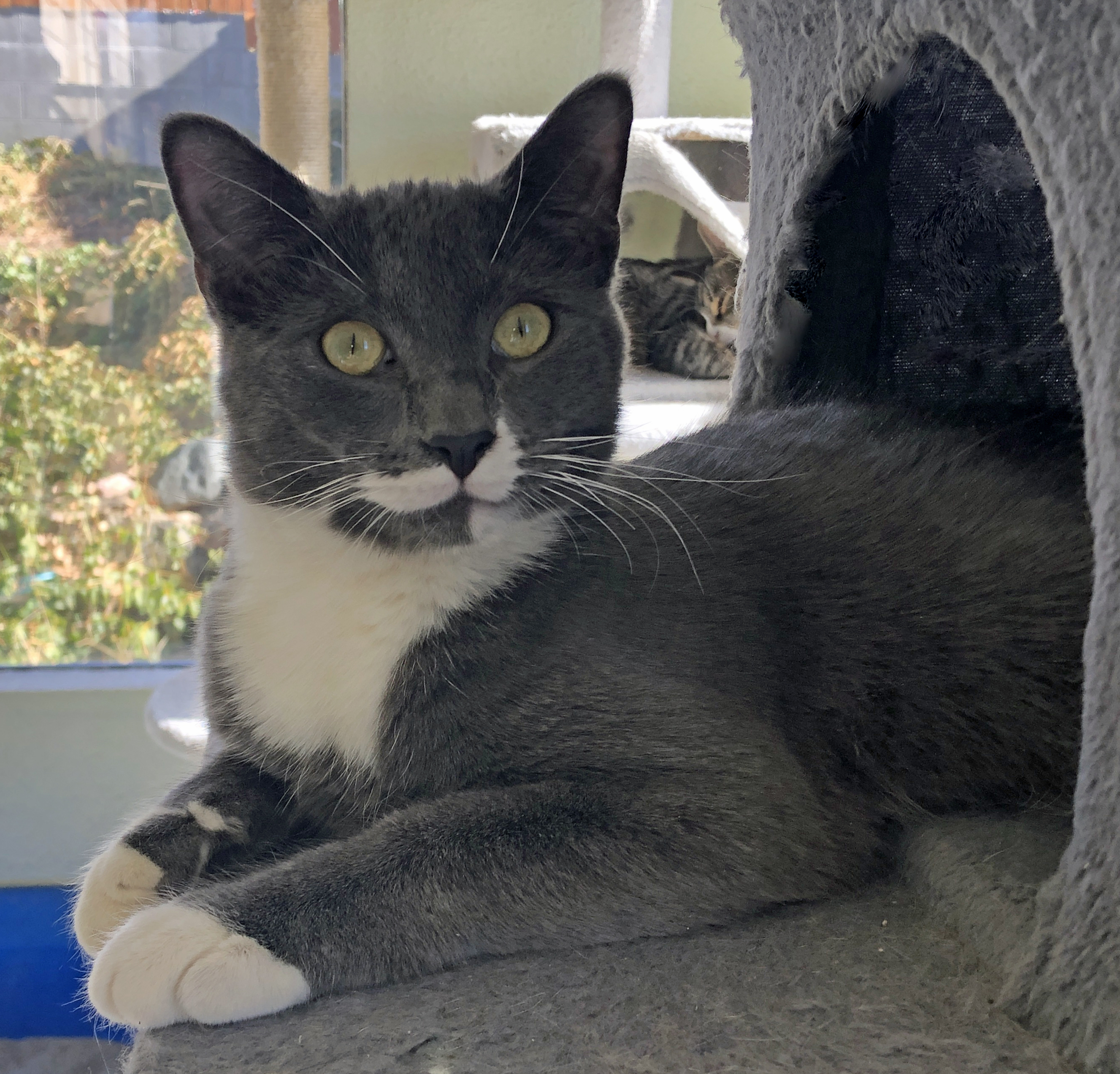 Enlarge BUCKLEY-M, a Adoptable mixed breed in Prescott, AZ image 2/5