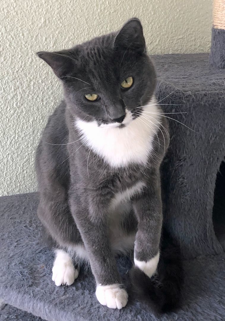 Enlarge BUCKLEY-M, a Adoptable mixed breed in Prescott, AZ image 3/5