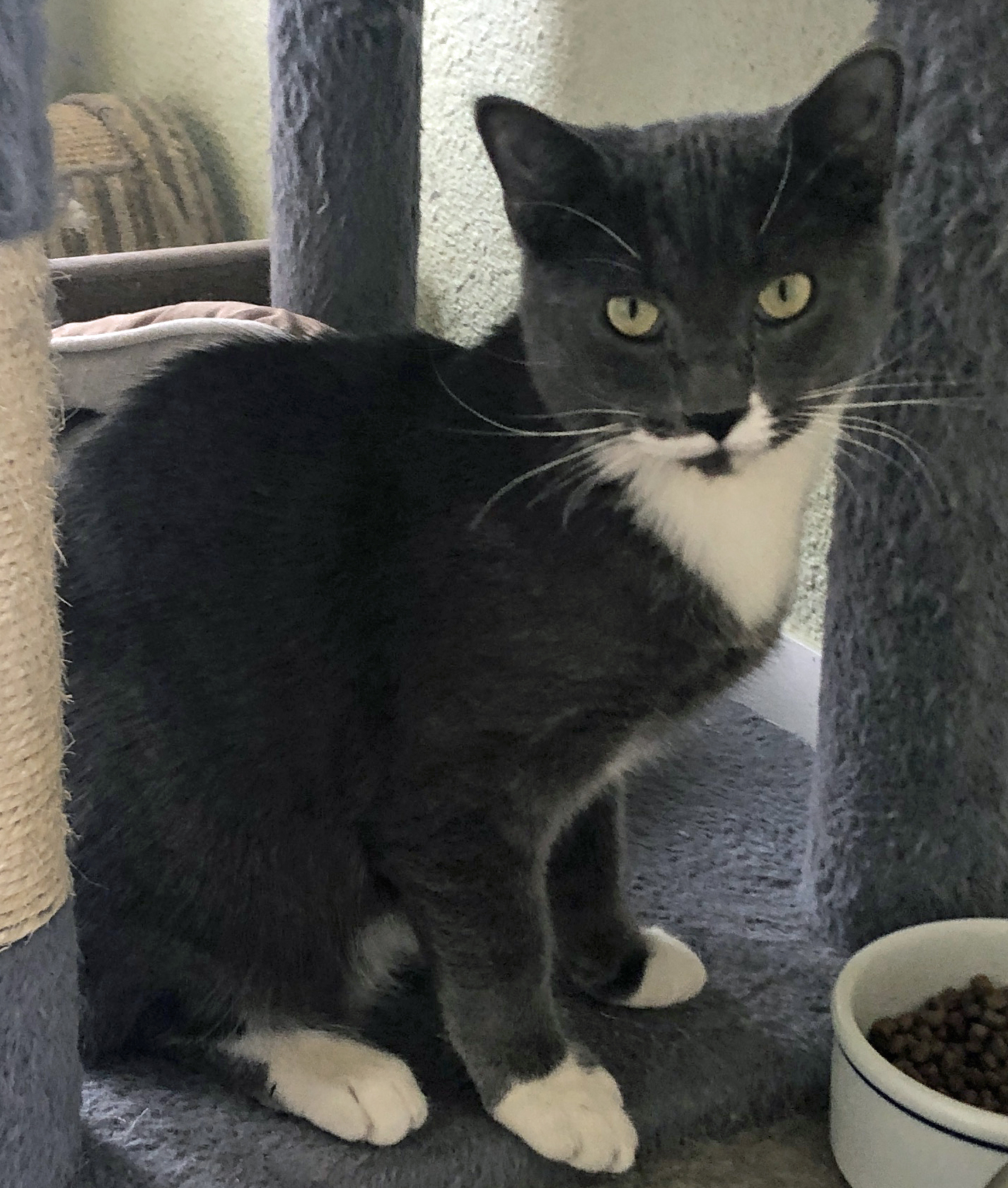 Enlarge BUCKLEY-M, a Adoptable mixed breed in Prescott, AZ image 4/5