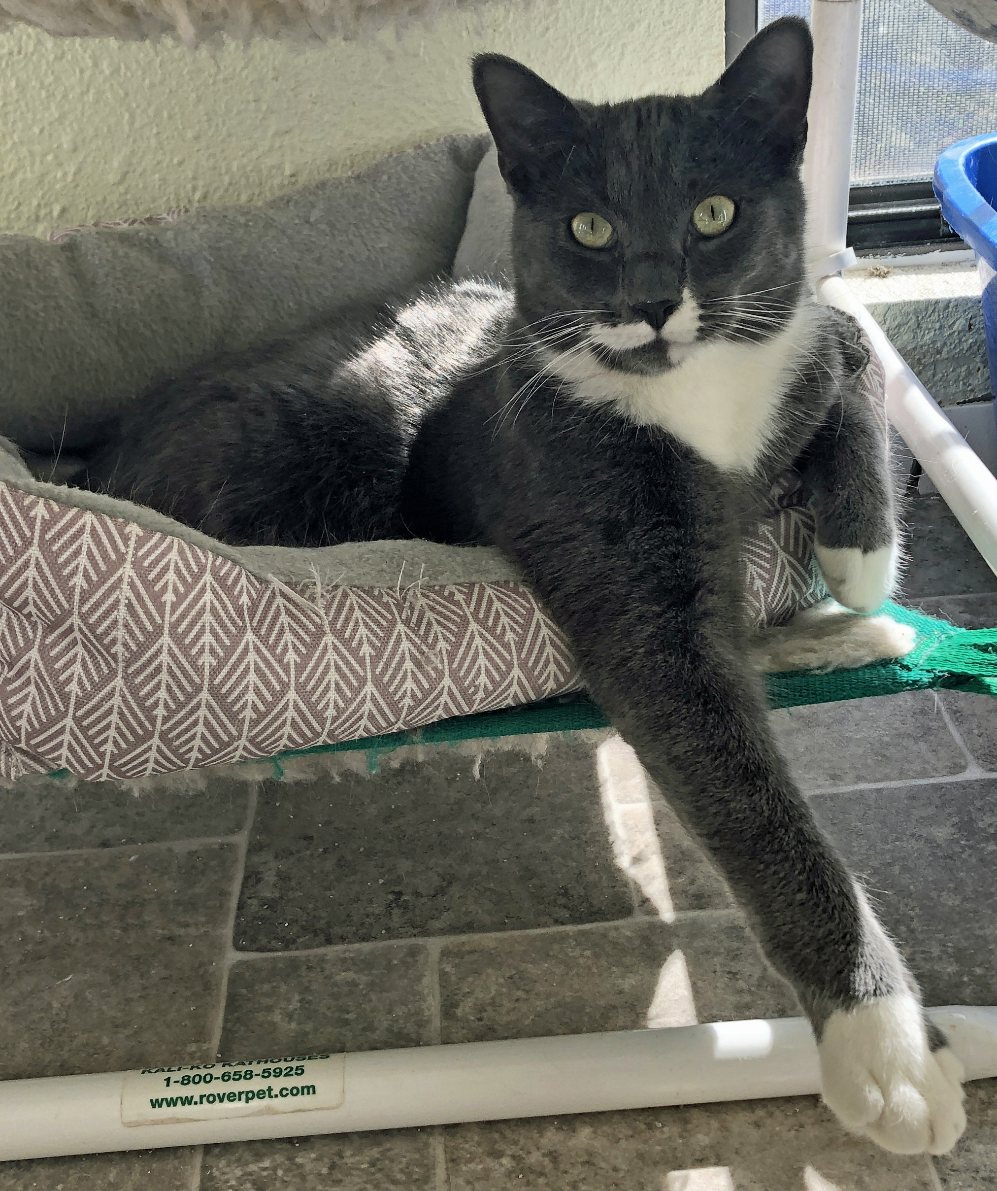 Enlarge BUCKLEY-M, a Adoptable mixed breed in Prescott, AZ image 5/5