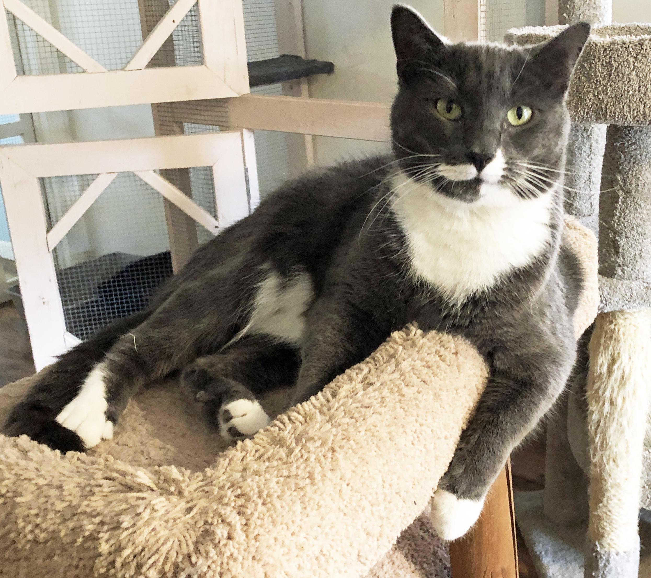 Enlarge BUCKLEY-M, a Adoptable mixed breed in Prescott, AZ image 1/5