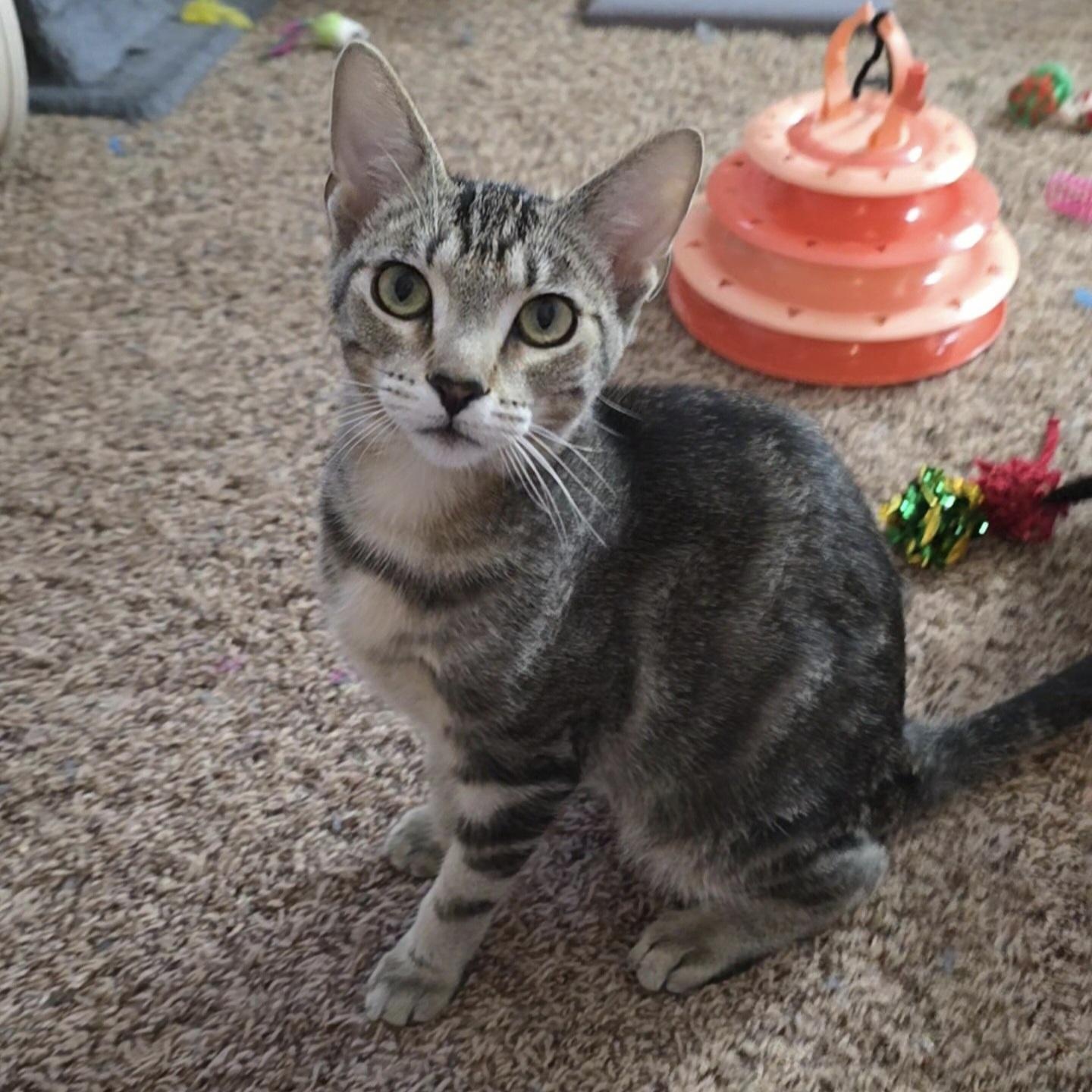 Galley , Adoptable, Kitten Female Domestic Short Hair.