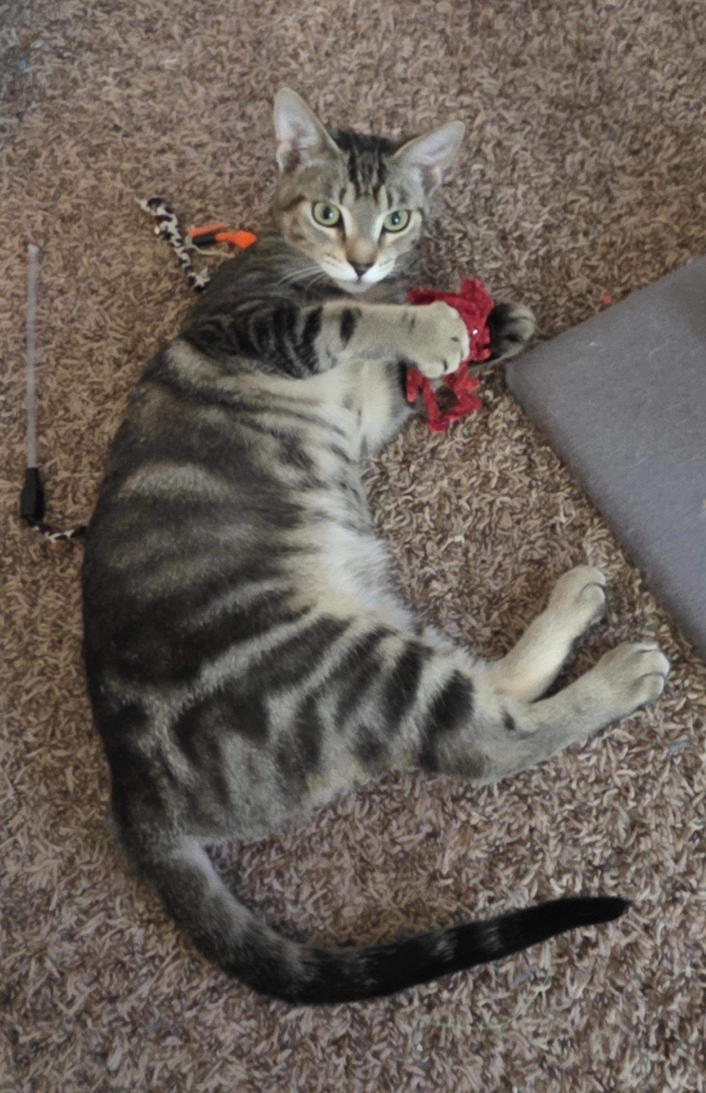Enlarge Galley , a Adoptable Domestic Short Hair in Buffalo, NY image 2/2