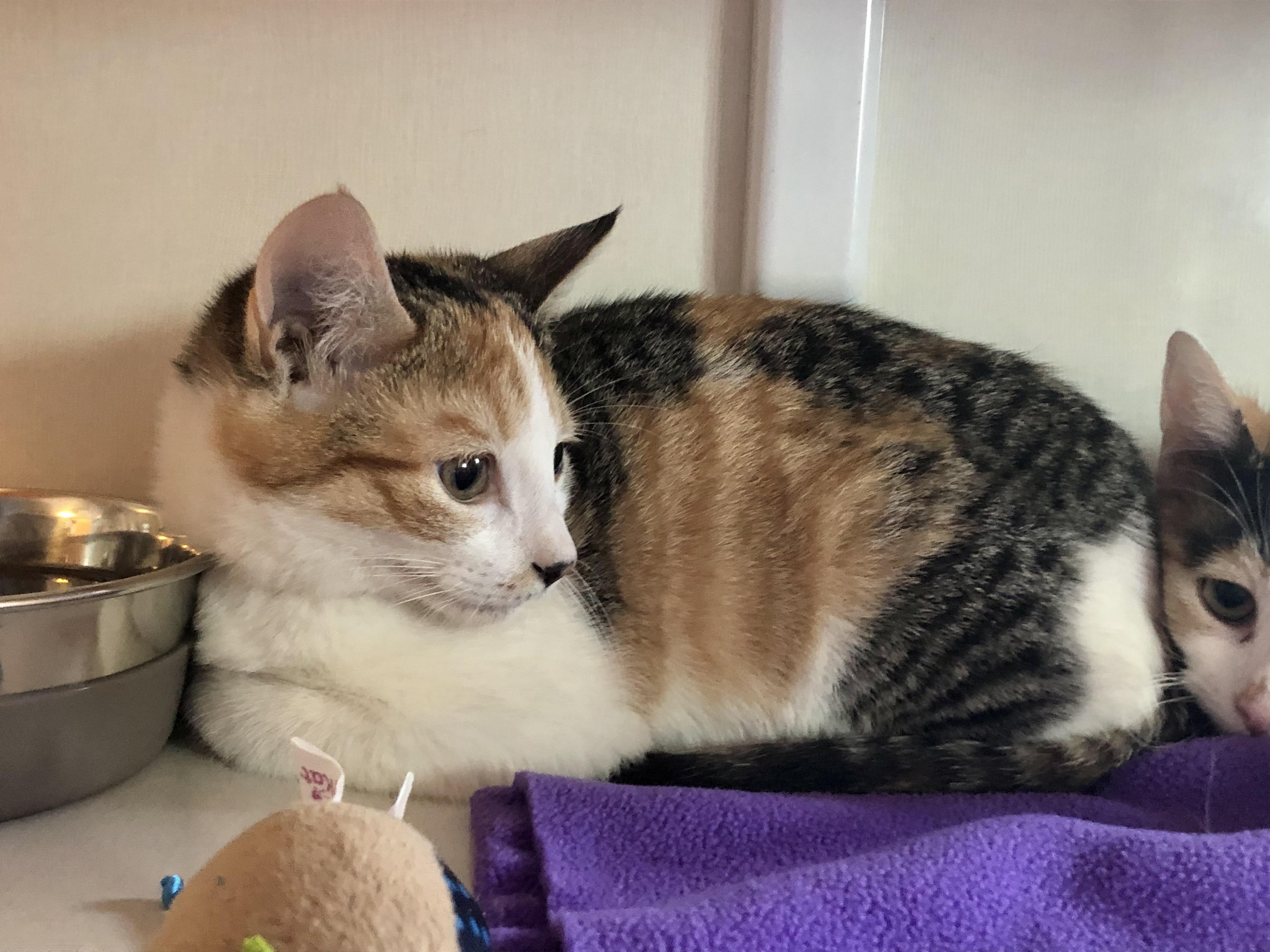 Enlarge Hallie, an adopted Domestic Short Hair in Salisbury, MA image 4/4