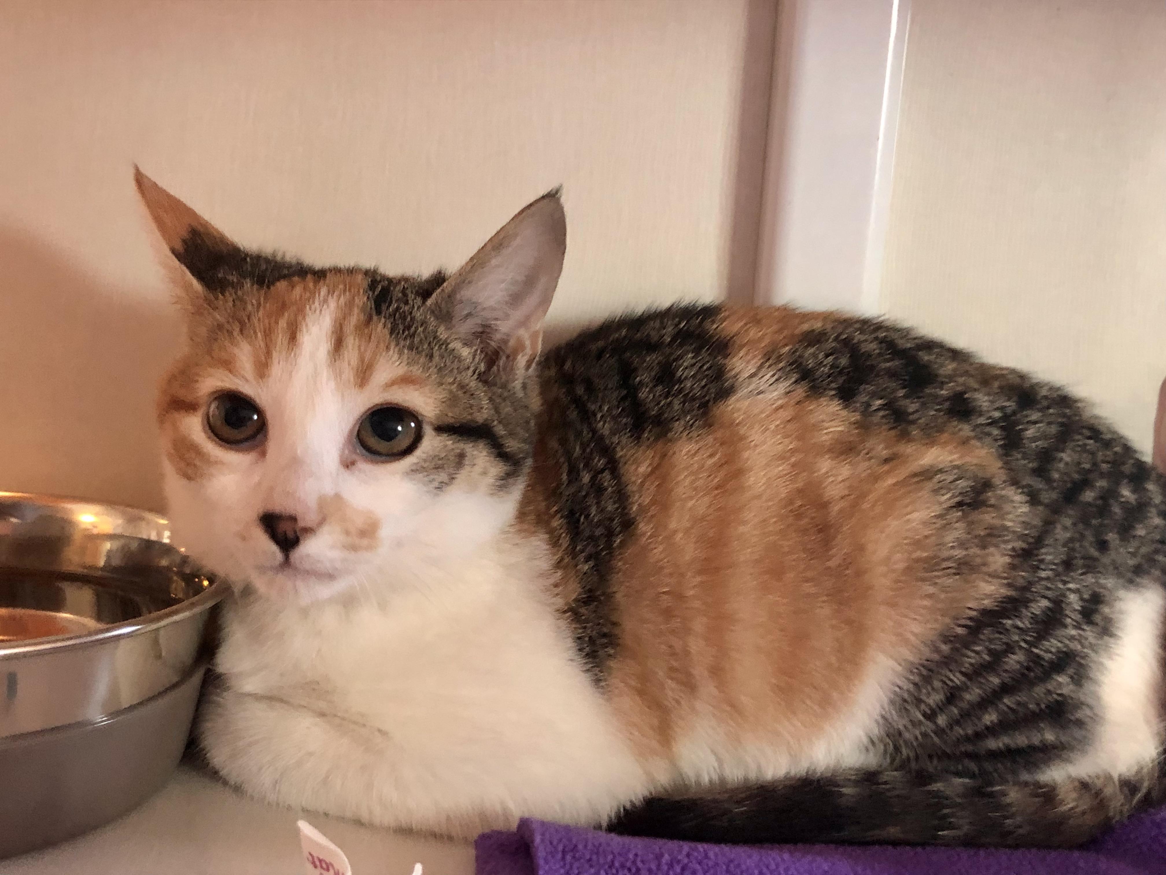 Enlarge Hallie, an adopted Domestic Short Hair in Salisbury, MA image 2/4