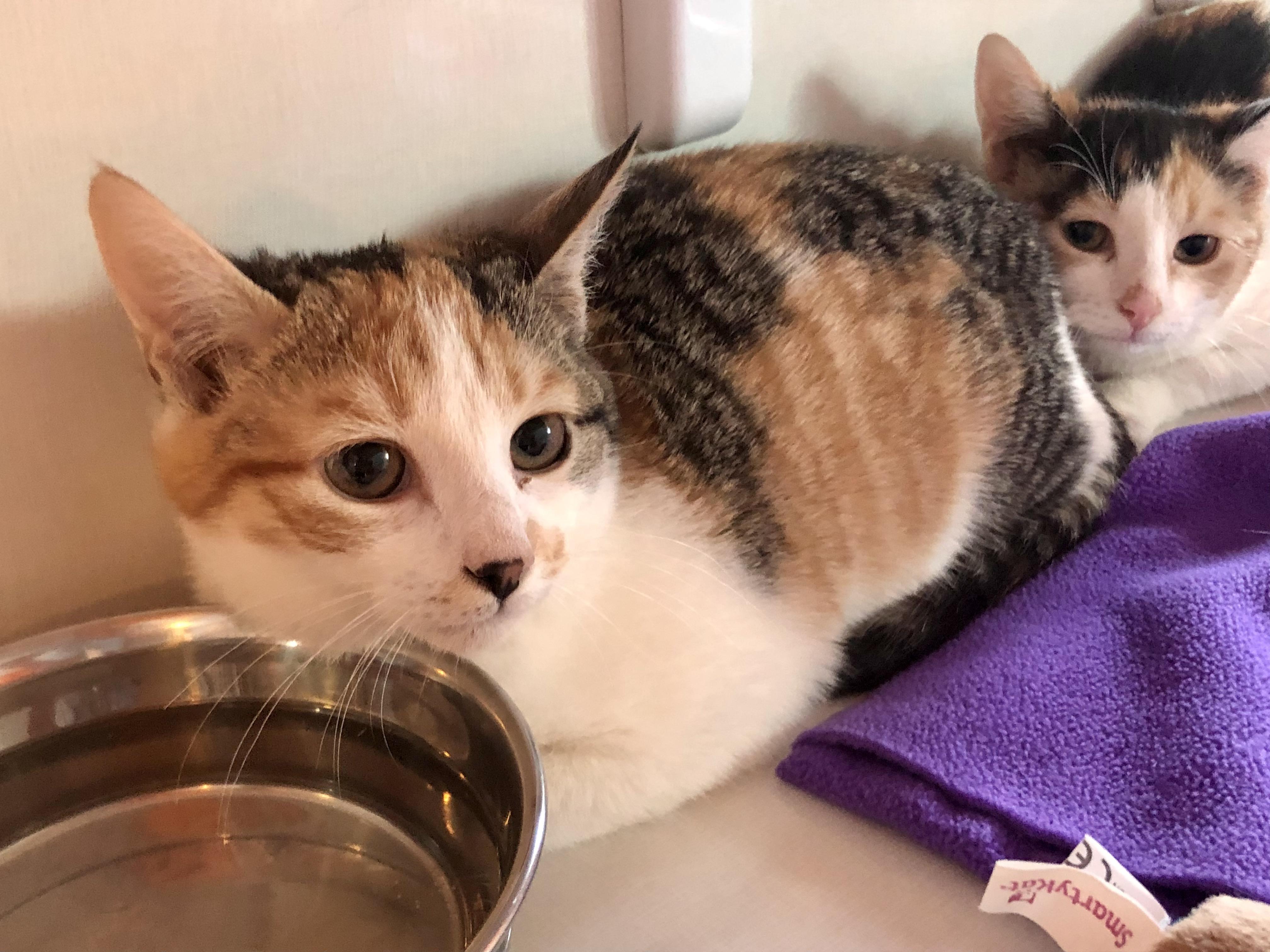 Enlarge Hallie, an adopted Domestic Short Hair in Salisbury, MA image 3/4