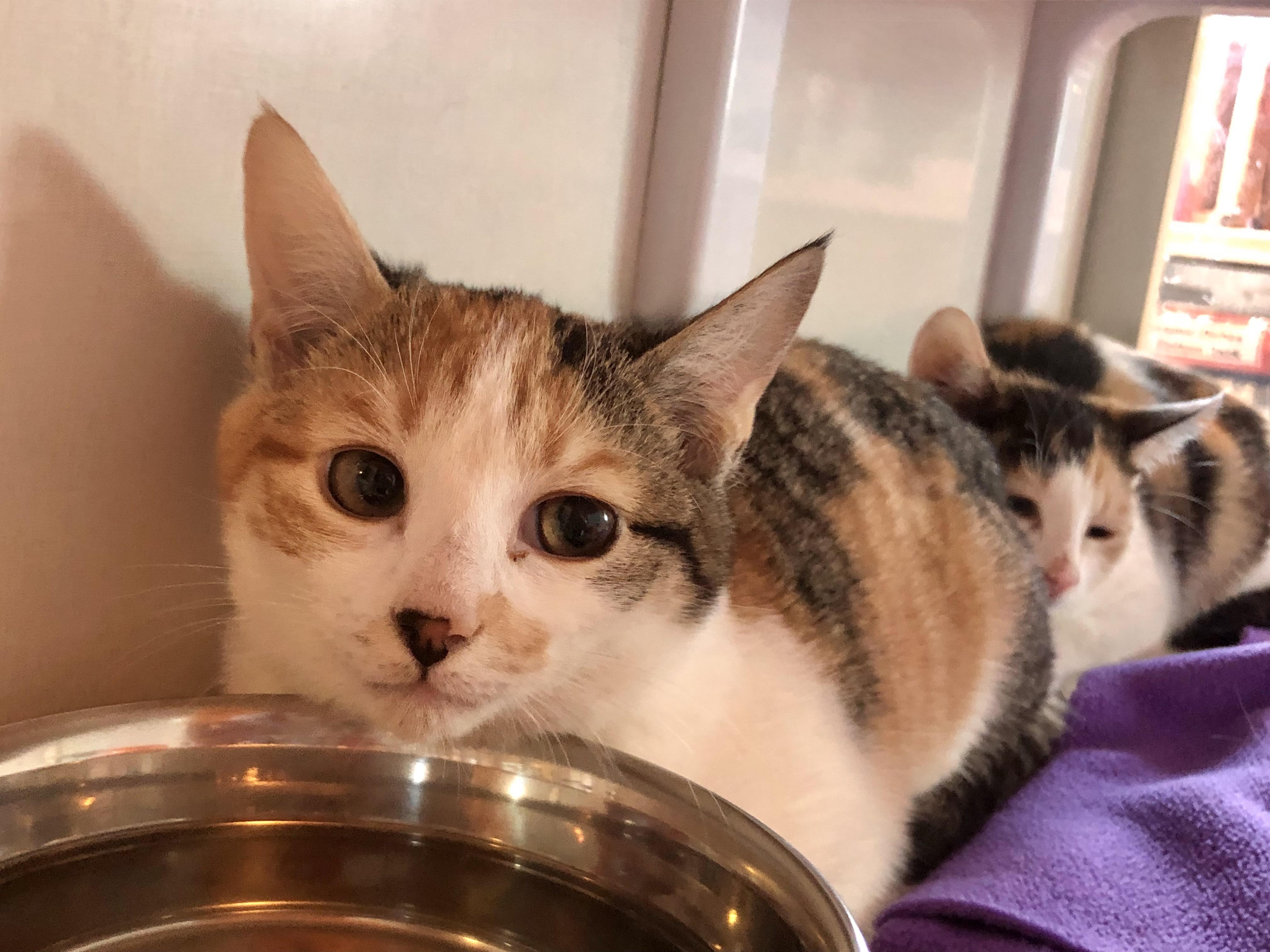 Enlarge Hallie, an adopted Domestic Short Hair in Salisbury, MA image 1/4