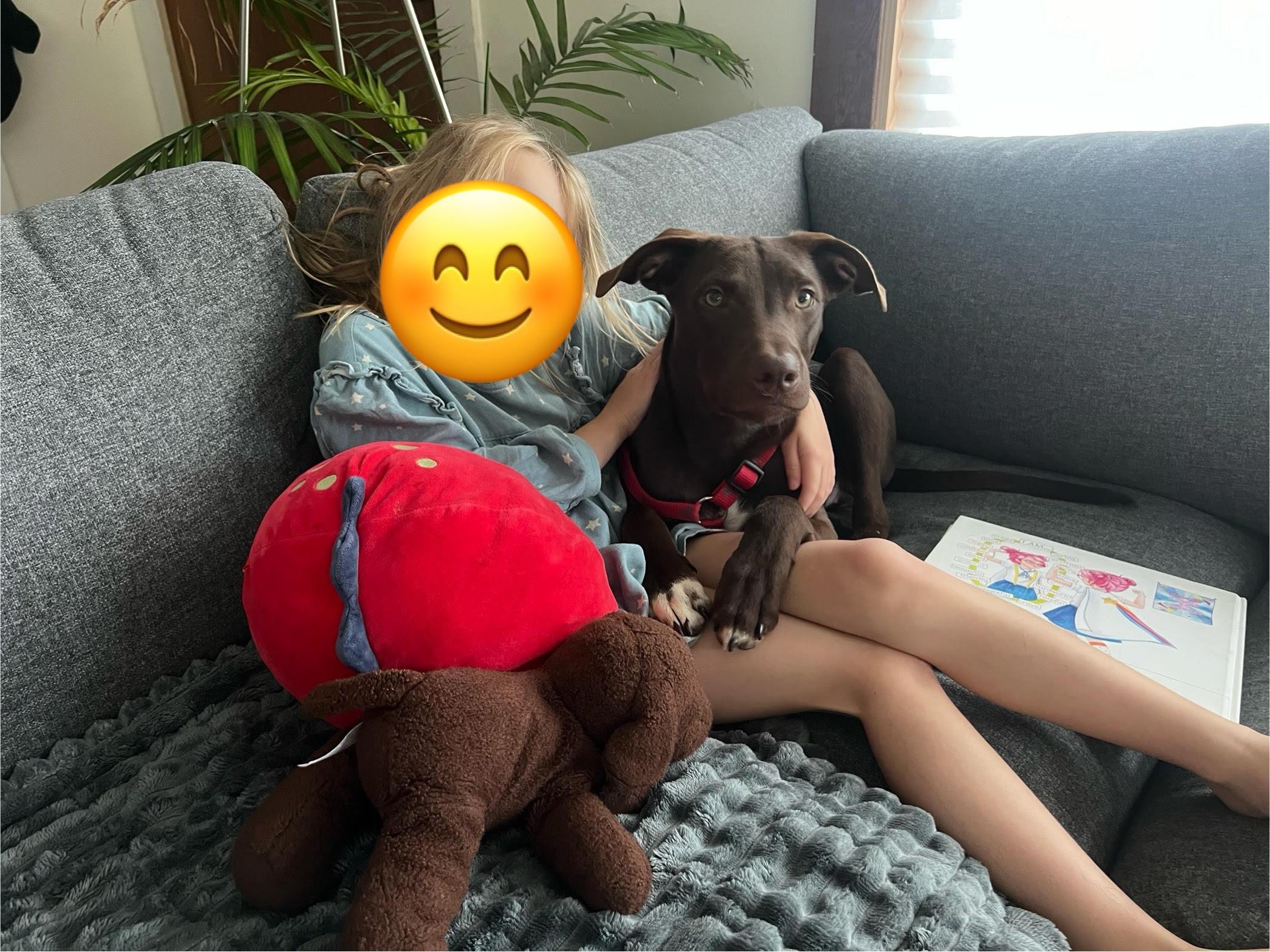 Enlarge Rookie, a Adoptable mixed breed in Davis, CA image 2/4