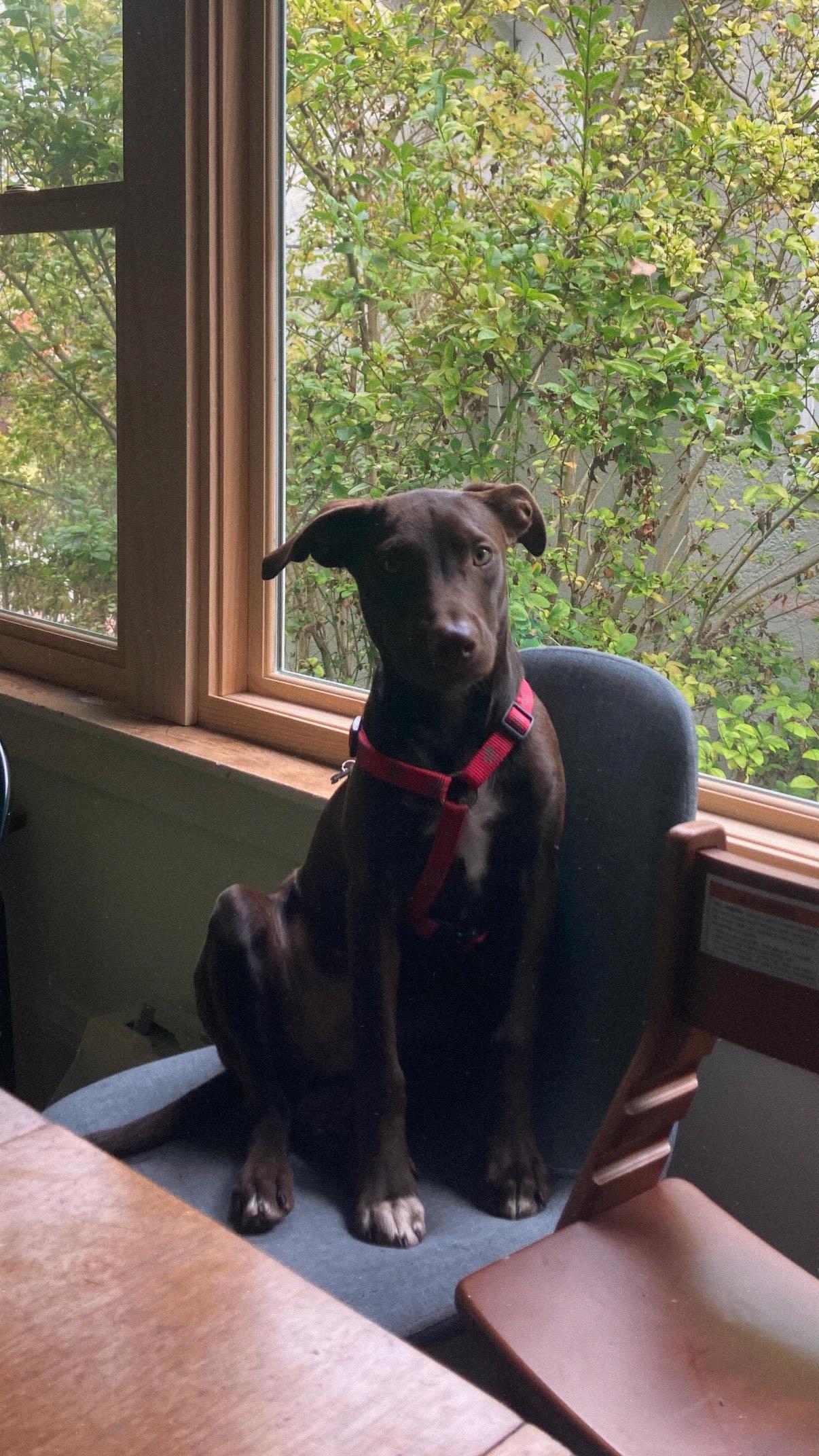 Enlarge Rookie, a Adoptable mixed breed in Davis, CA image 3/4