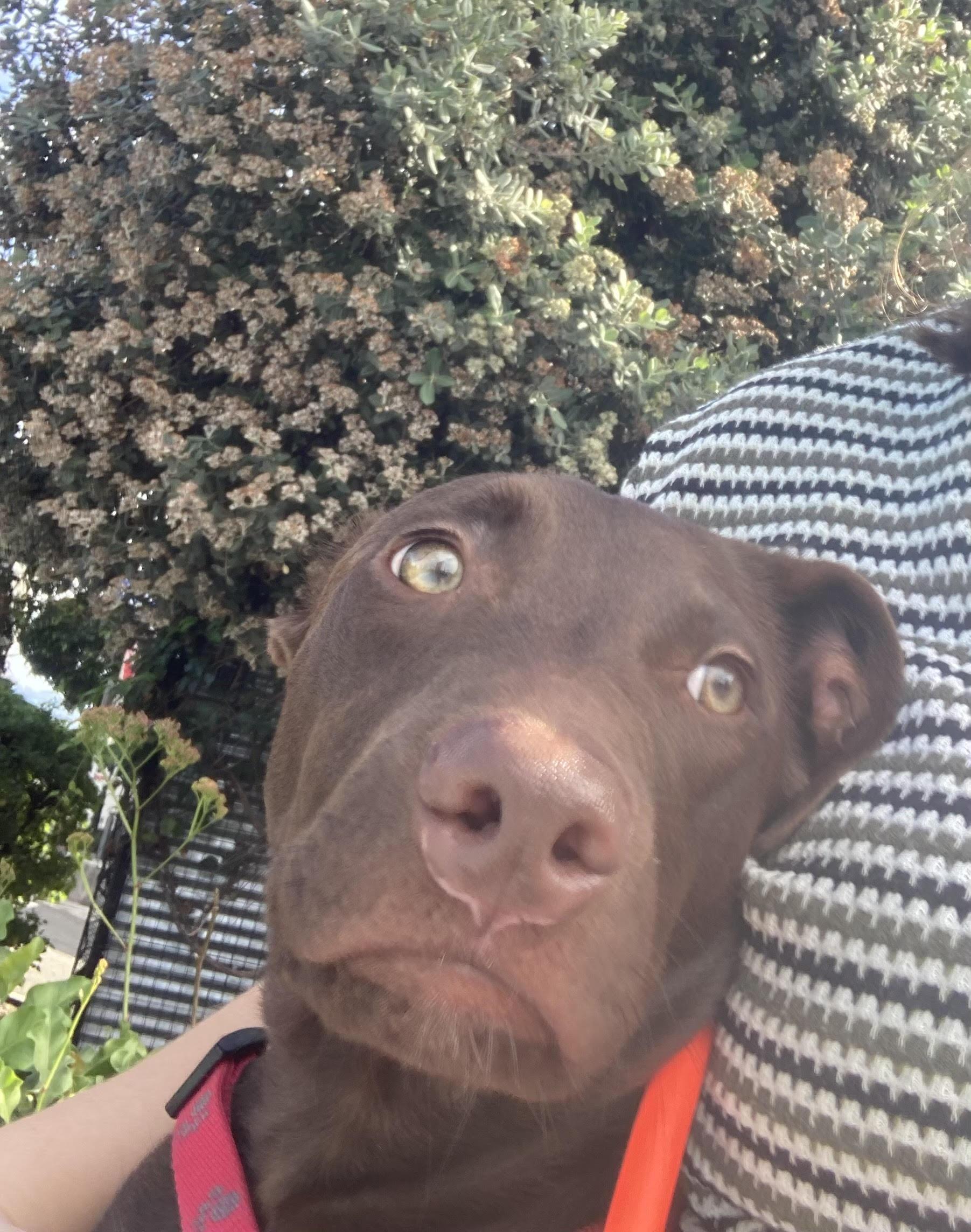 Enlarge Rookie, a Adoptable mixed breed in Davis, CA image 4/4