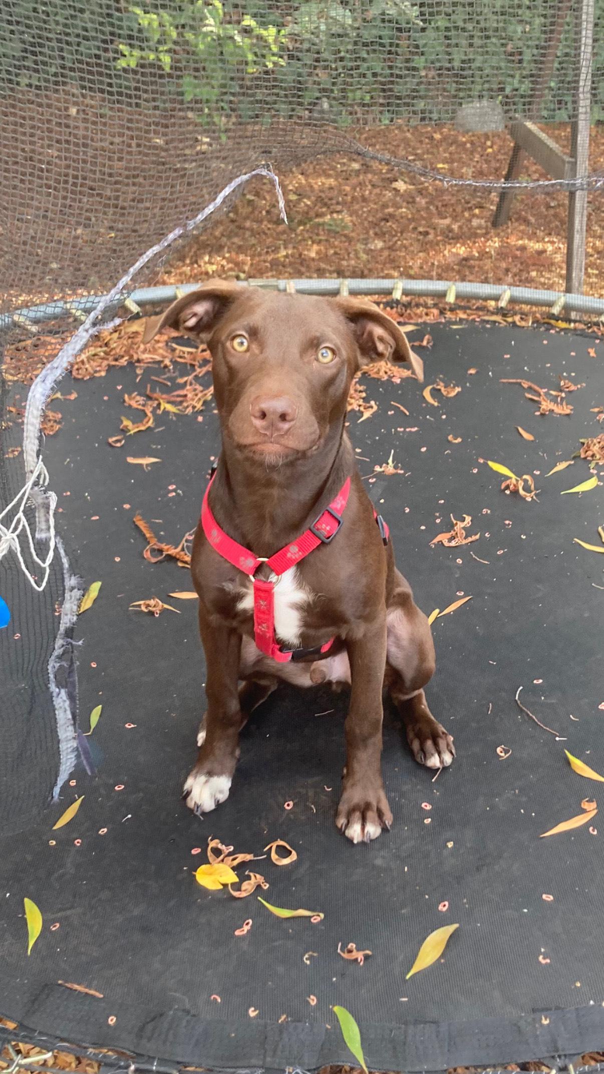 Rookie, Adoptable, Puppy Male Labrador Retriever & Pit Bull Terrier.
