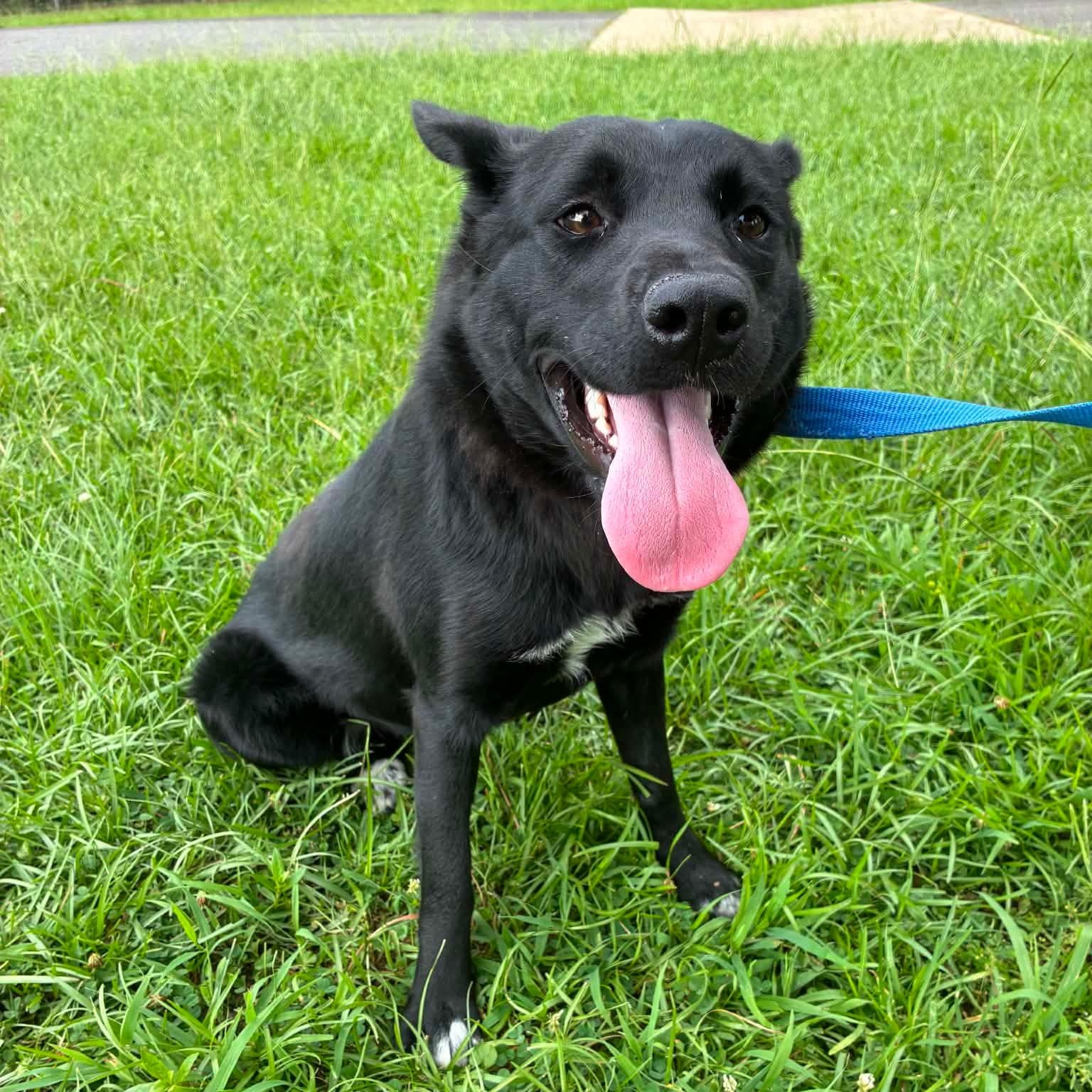 Pippi, ADOPTABLE, Adult Female German Shepherd Dog & Border Collie.
