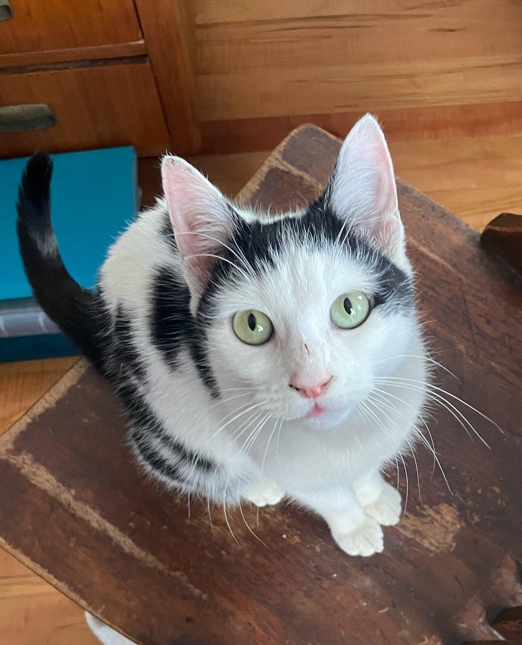 Trudy, ADOPTABLE, Young Female Domestic Short Hair.