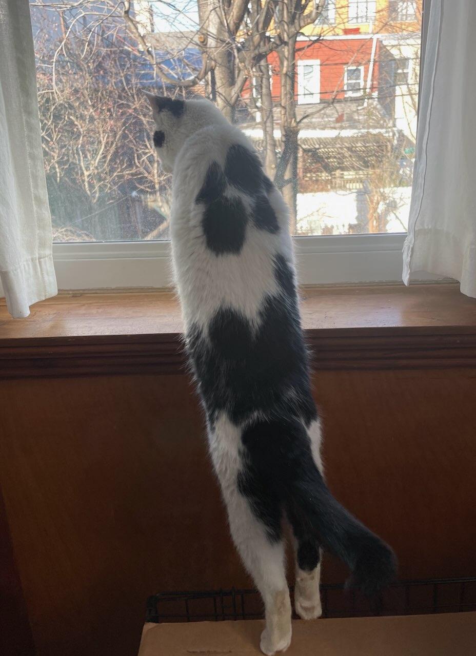 Enlarge Trudy, a ADOPTABLE Domestic Short Hair in Brooklyn, NY image 3/3