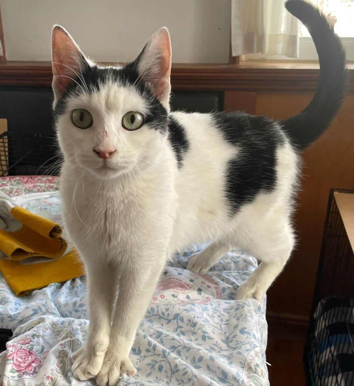 Enlarge Trudy, a ADOPTABLE Domestic Short Hair in Brooklyn, NY image 2/3