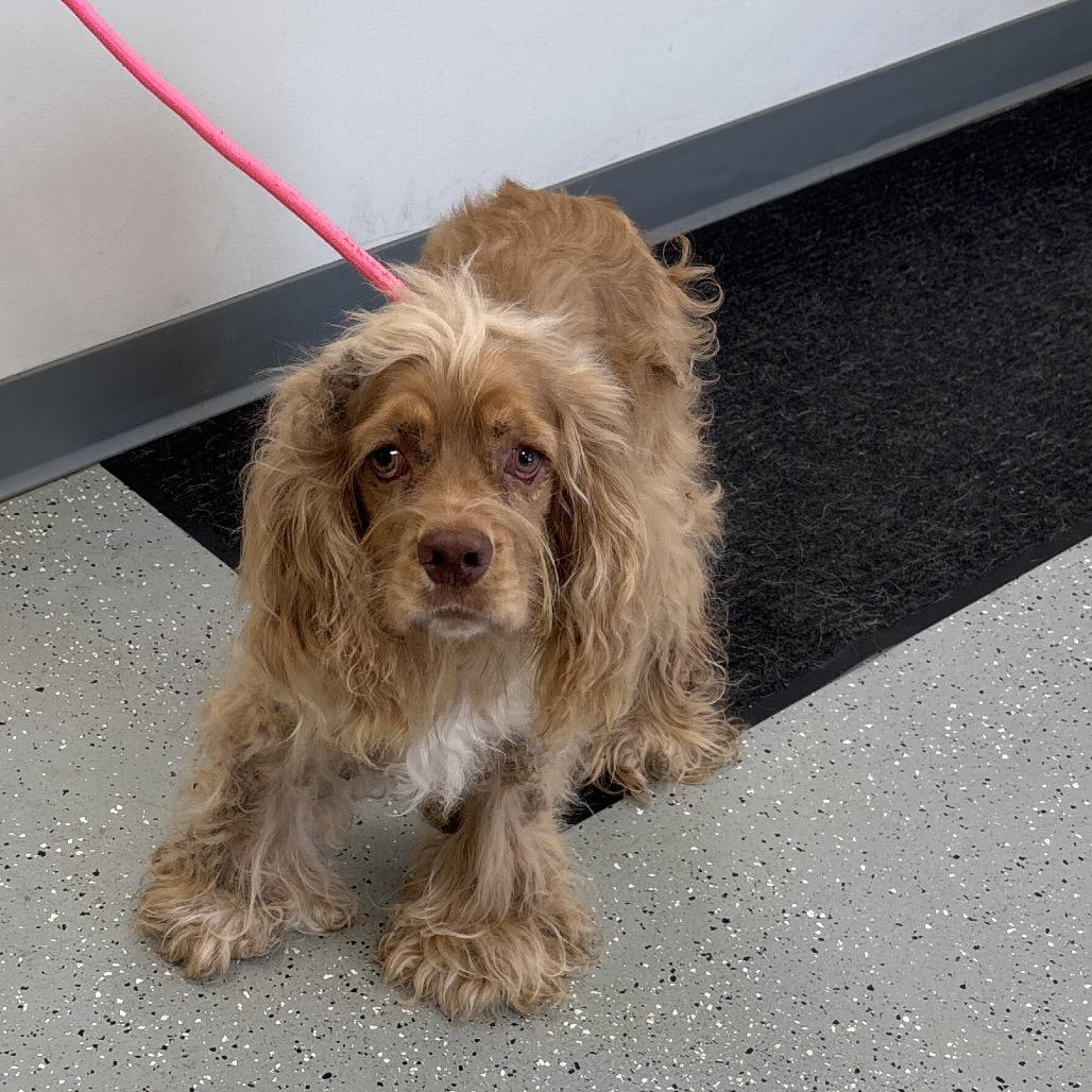Joe Cocker, Adoptable, Adult Male Cocker Spaniel & Mixed Breed.