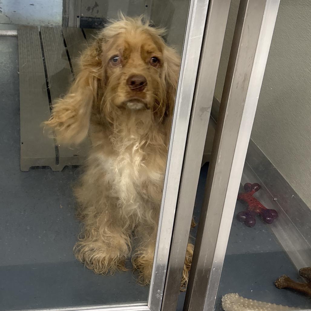 Enlarge Joe Cocker, a Adoptable mixed breed in Galax, VA image 2/4