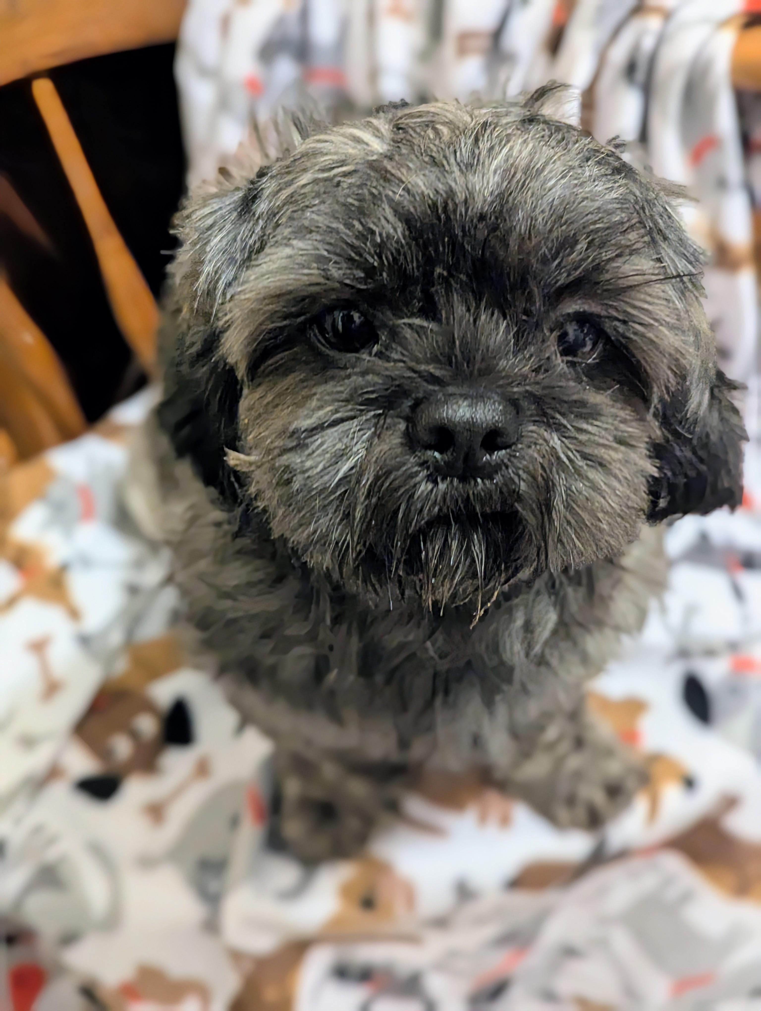 Swirly, an adopted mixed breed in San Jose, CA image 1/3