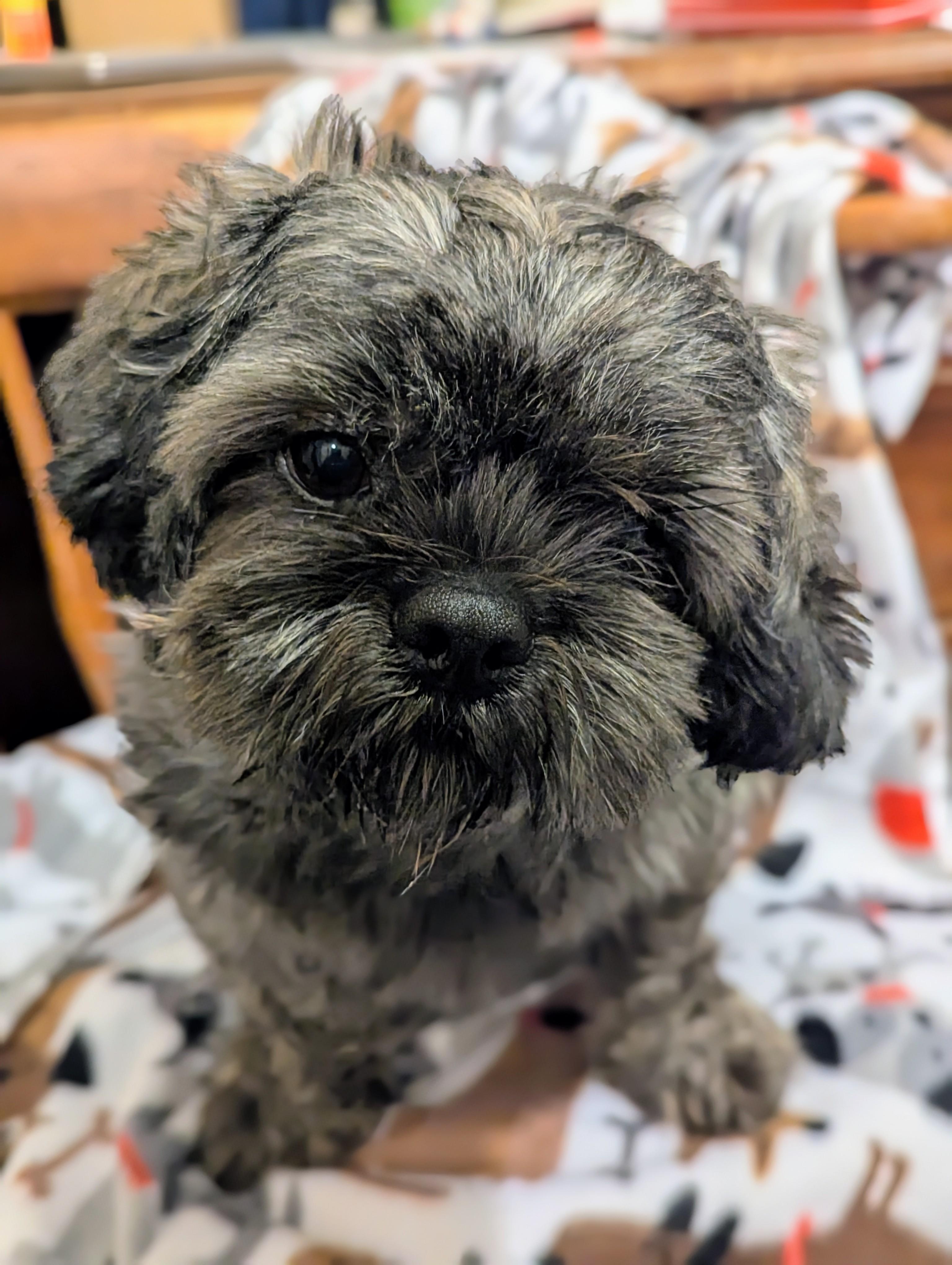 Swirly, an adopted mixed breed in San Jose, CA image 3/3