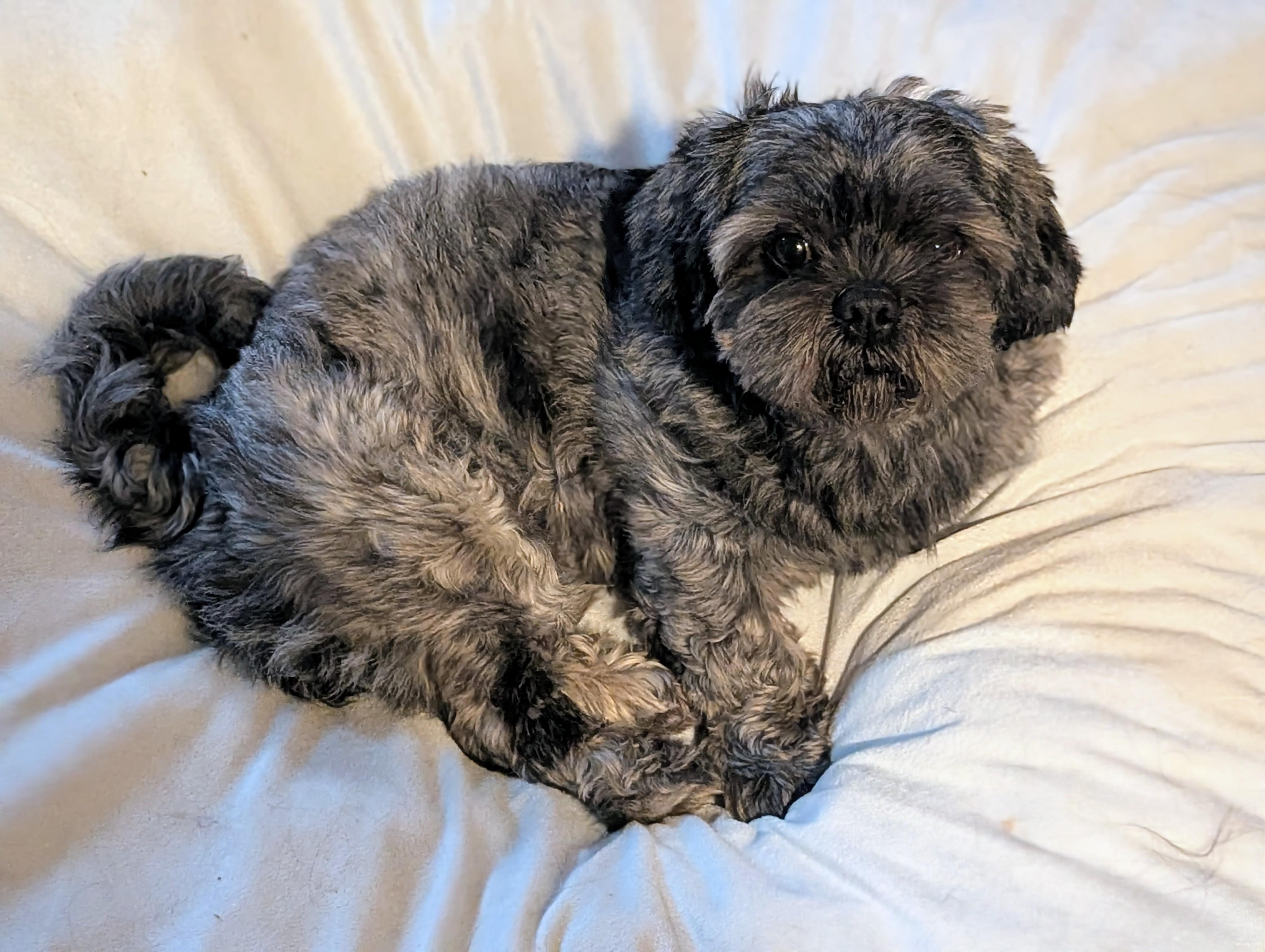Swirly, an adopted mixed breed in San Jose, CA image 2/3