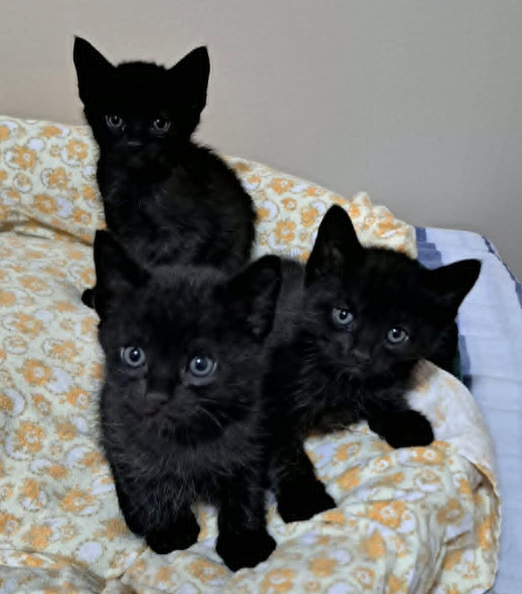 Ouzo, a ADOPTABLE Domestic Short Hair in Saanichton, BC image 4/4
