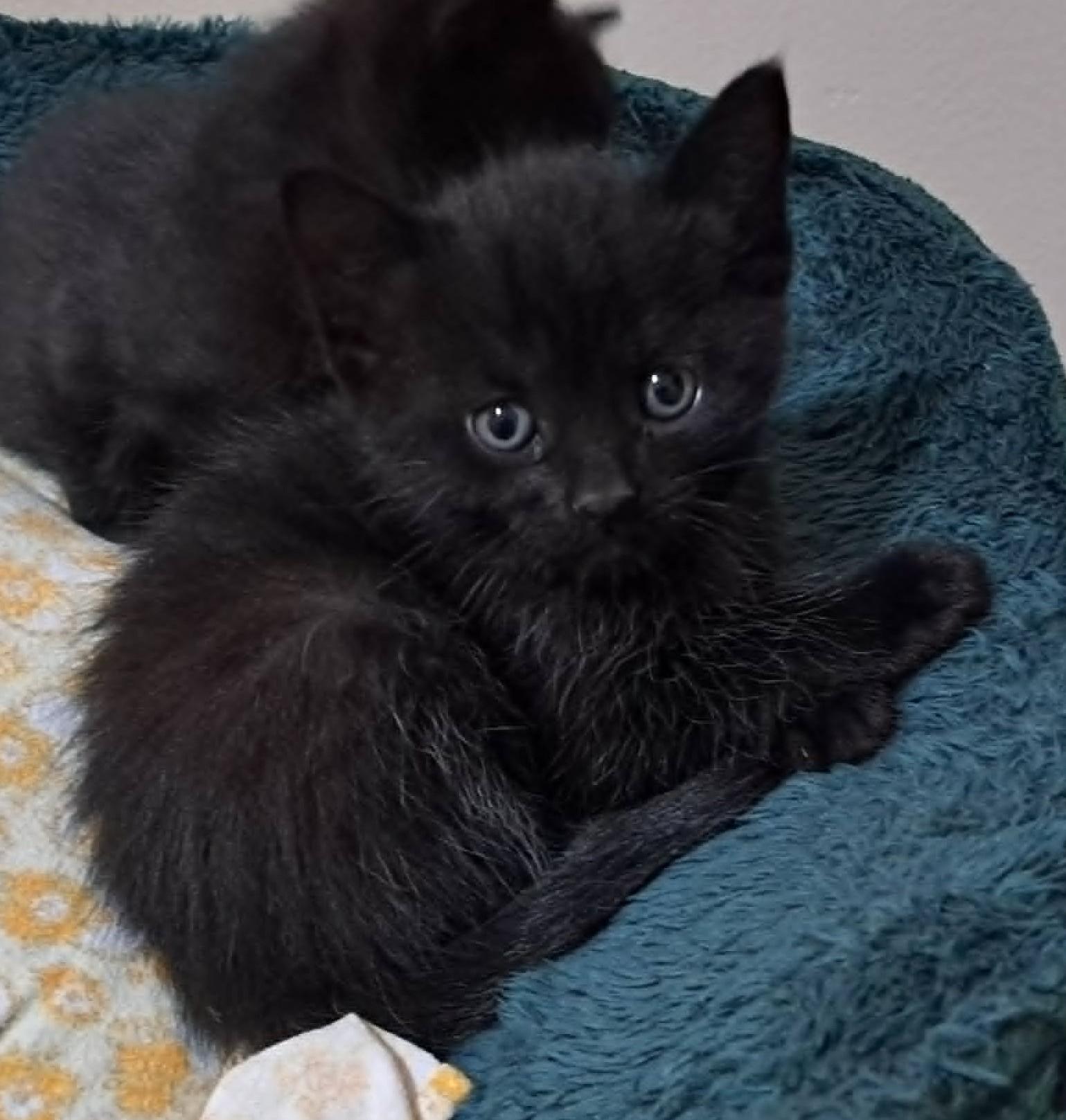 Ouzo, a ADOPTABLE Domestic Short Hair in Saanichton, BC image 3/4