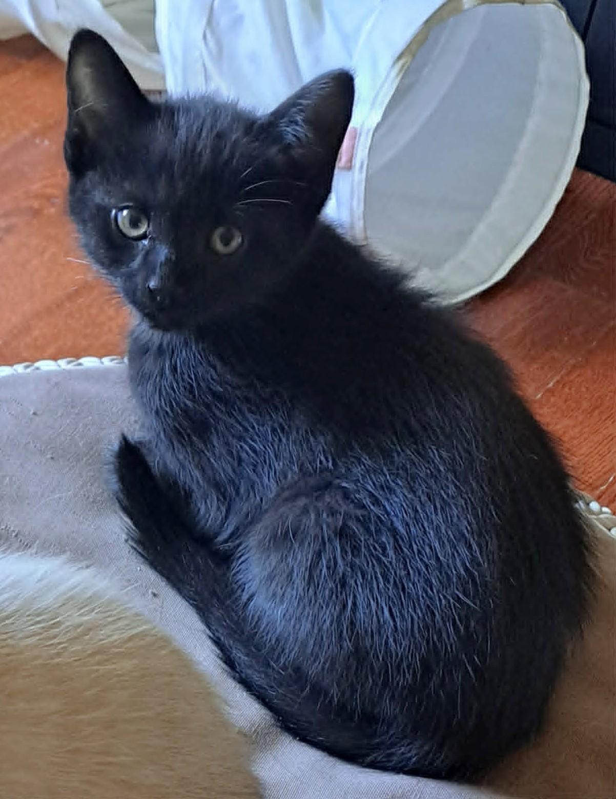 Ouzo, ADOPTABLE, Kitten Male Domestic Short Hair.