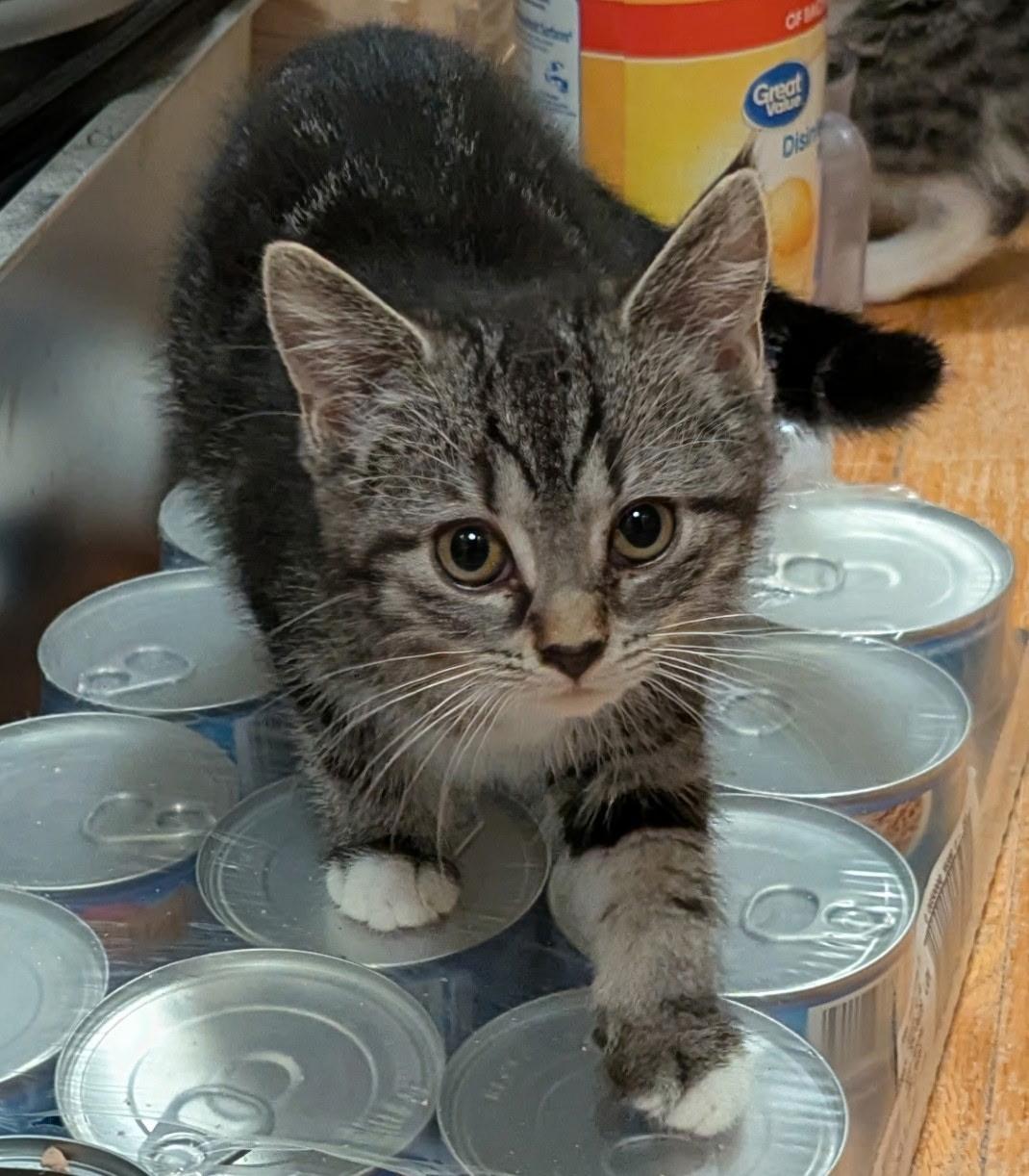 Peter, a ADOPTABLE Domestic Short Hair in Export, PA image 1/2