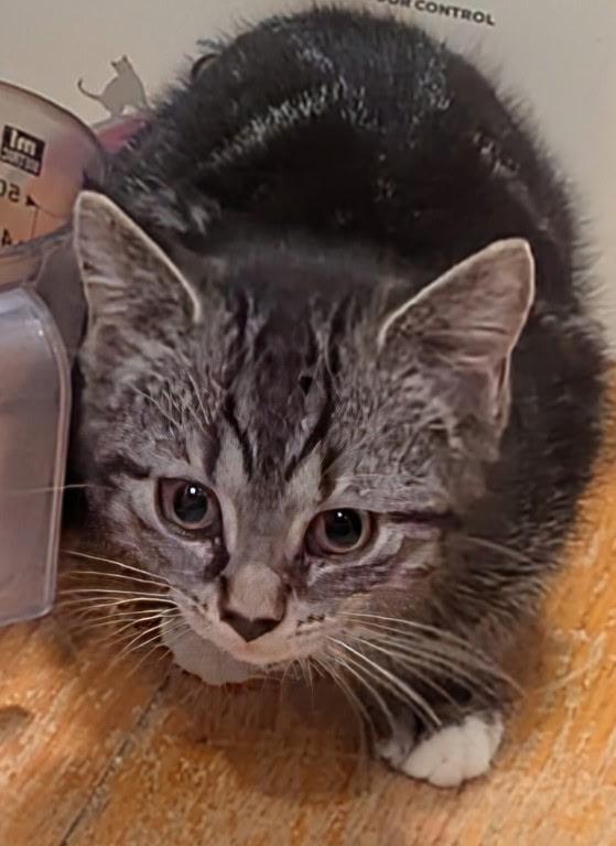 Peter, a ADOPTABLE Domestic Short Hair in Export, PA image 2/2