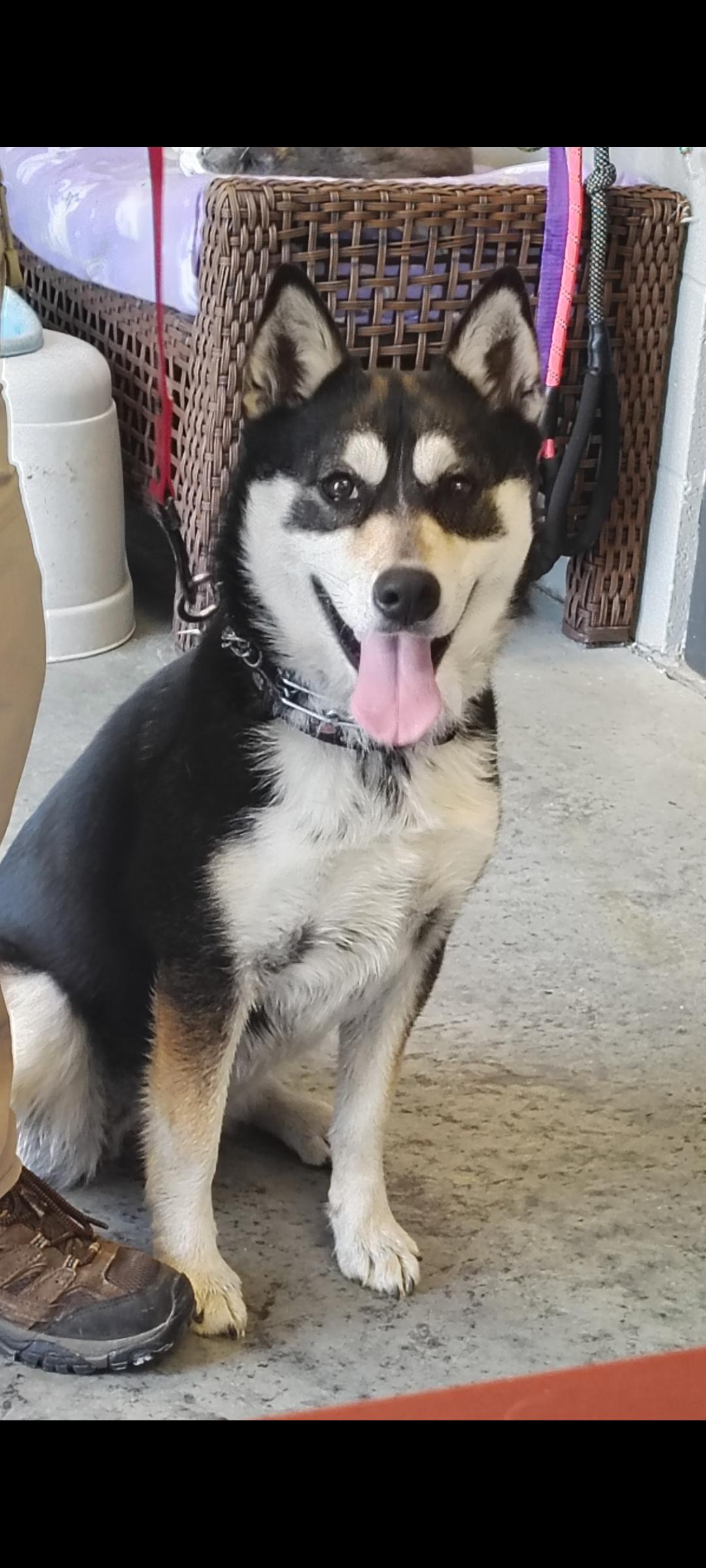 Enlarge Harper , a ADOPTABLE mixed breed in Taylorsville, KY image 2/2