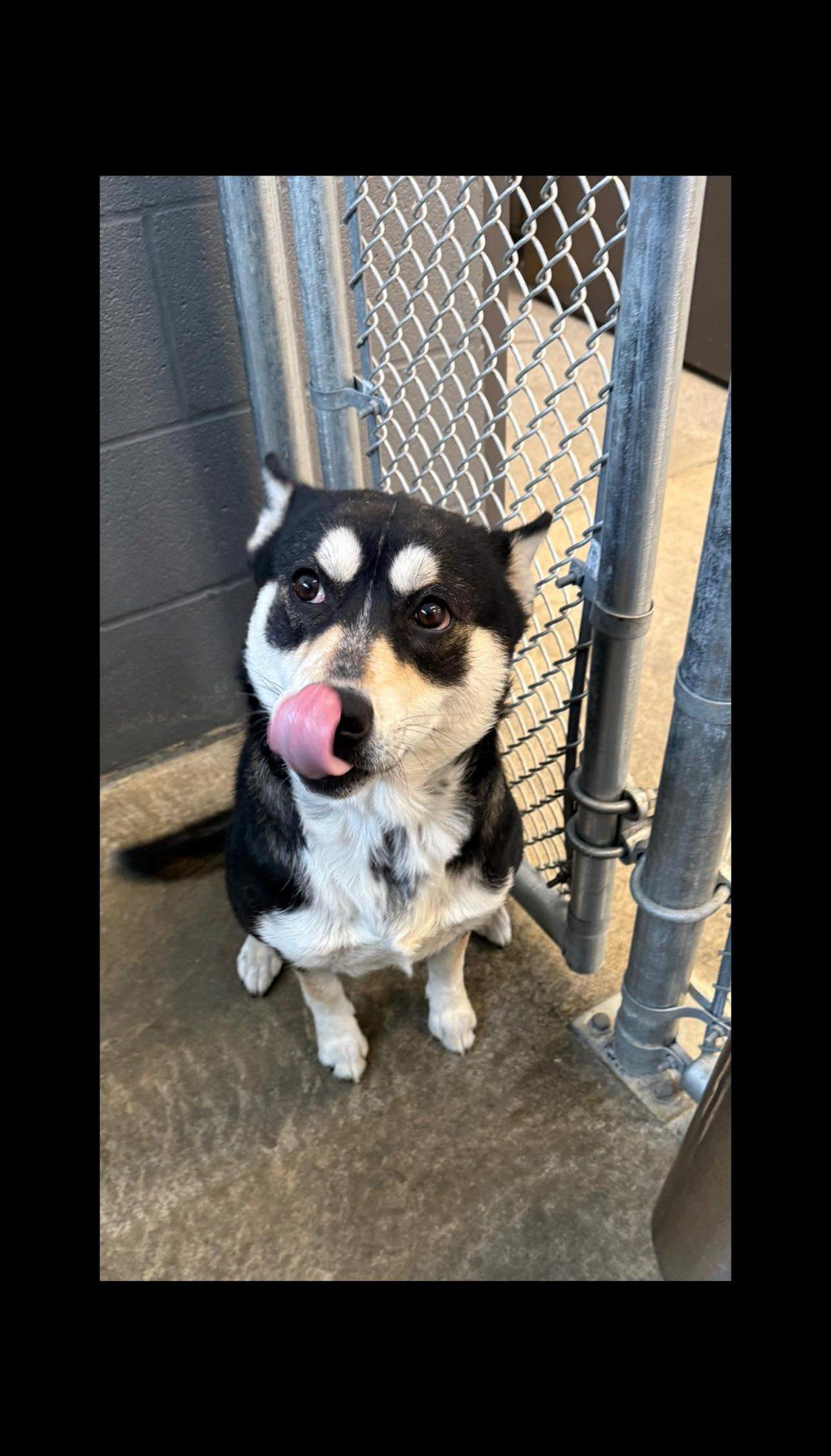 Enlarge Harper , a ADOPTABLE mixed breed in Taylorsville, KY image 1/2