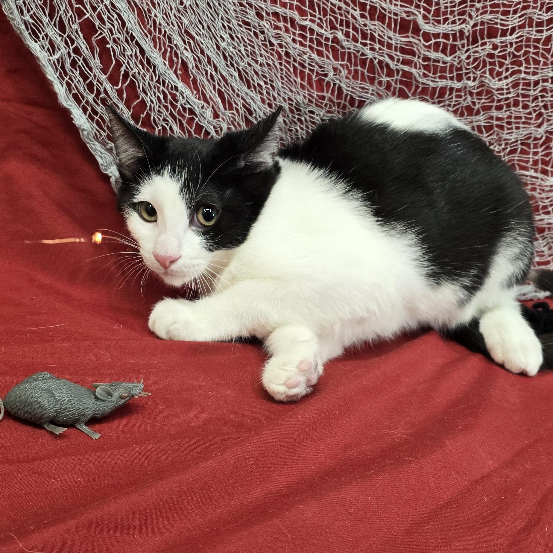 Enlarge Apple Jack, a Adoptable mixed breed in Payson, AZ image 2/3