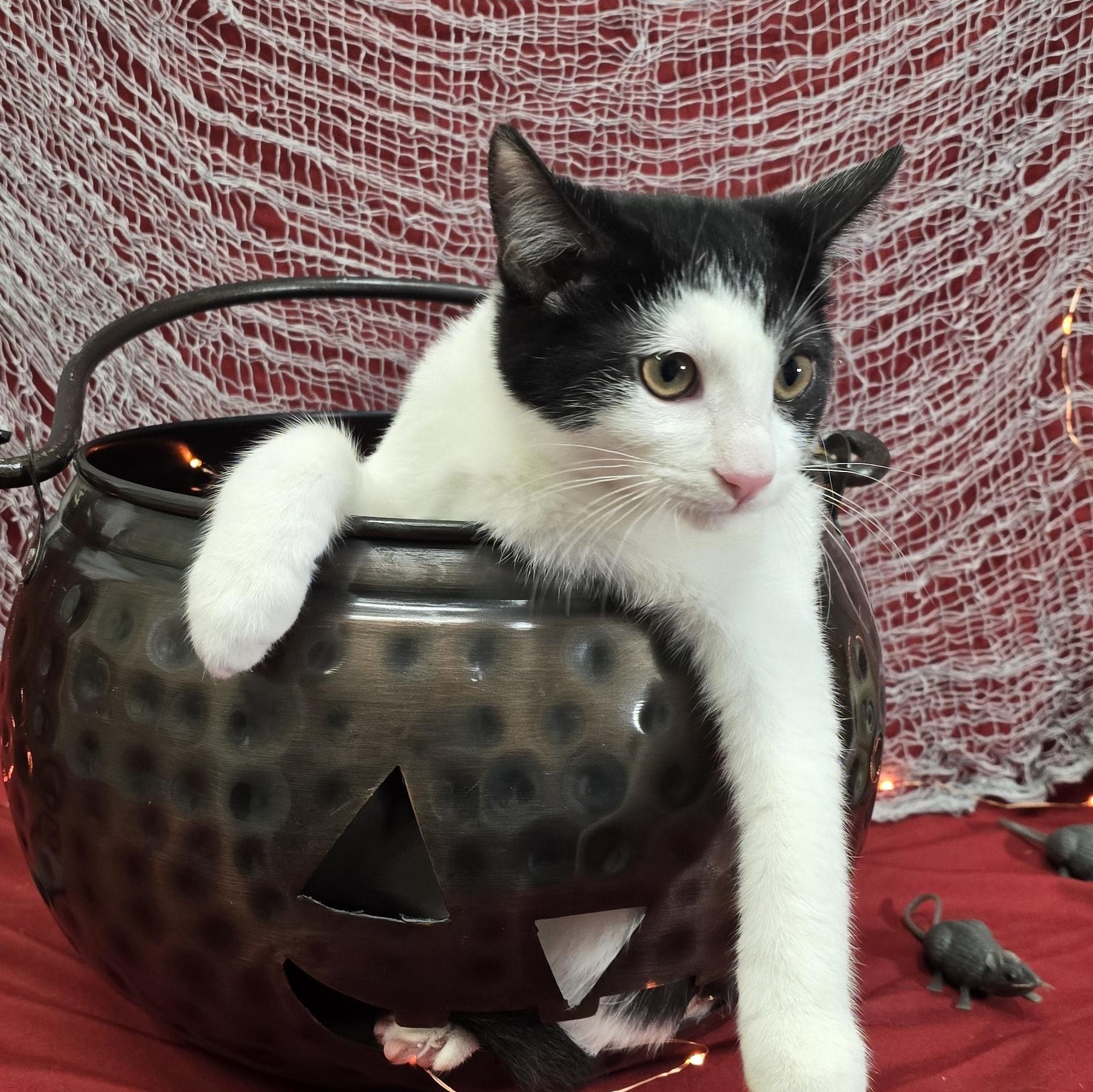 Apple Jack, Adoptable, Kitten Male Domestic Short Hair.