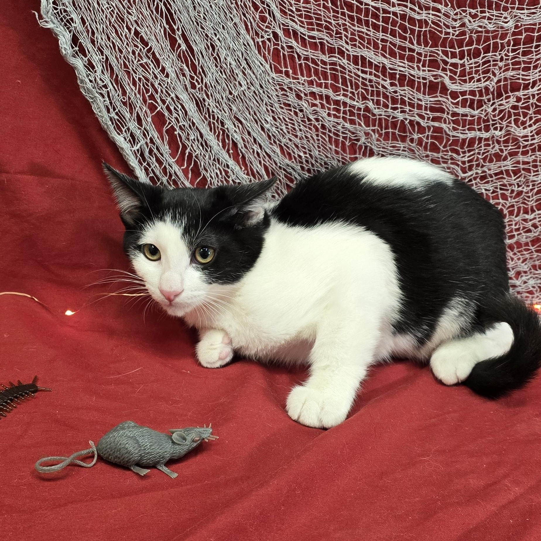 Enlarge Apple Jack, a Adoptable mixed breed in Payson, AZ image 3/3