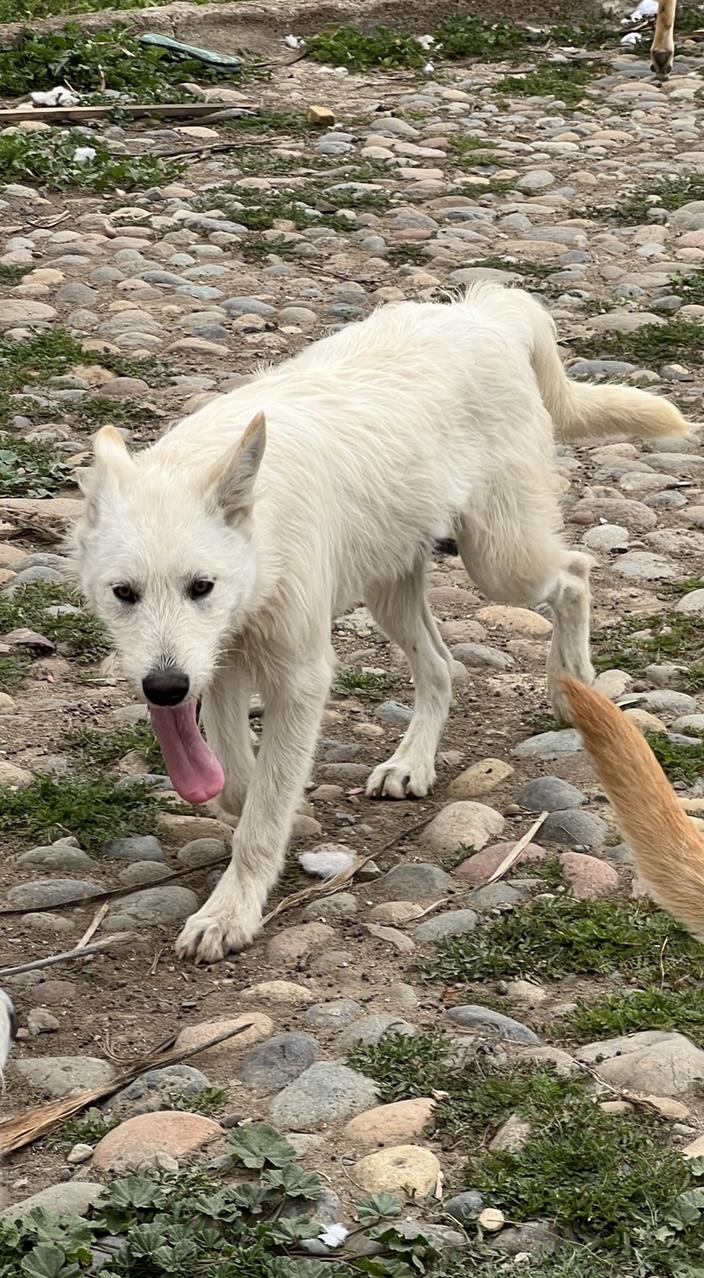 Cupcake, a Adoptable mixed breed in Carlsbad, CA image 2/4