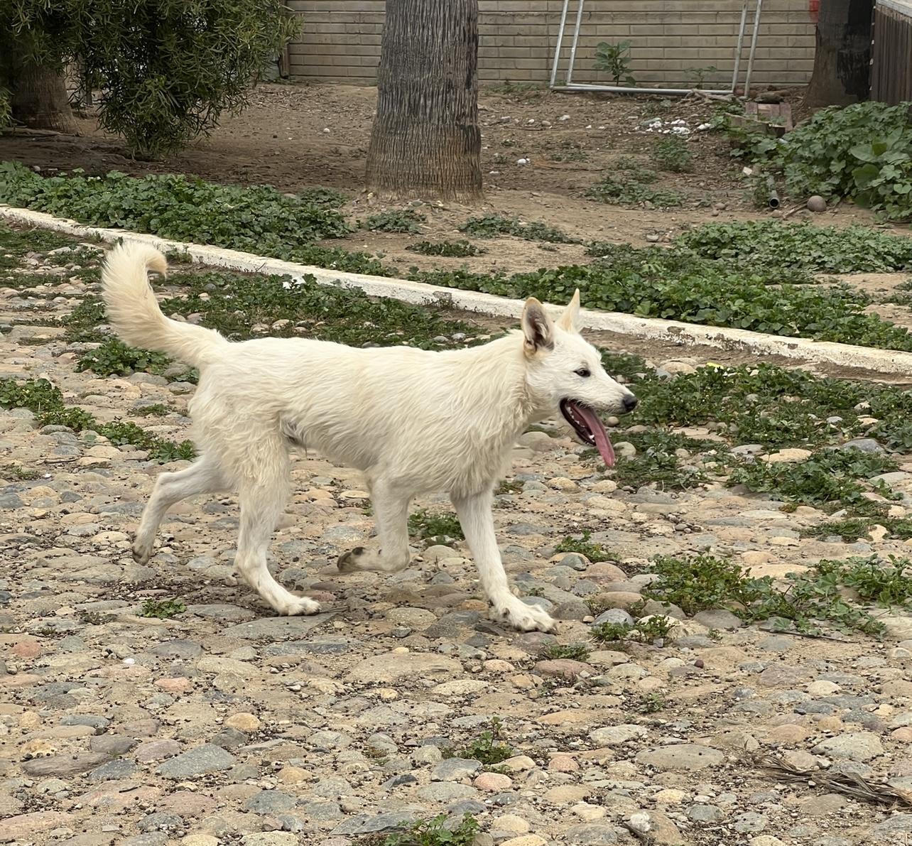 Cupcake, a Adoptable mixed breed in Carlsbad, CA image 3/4