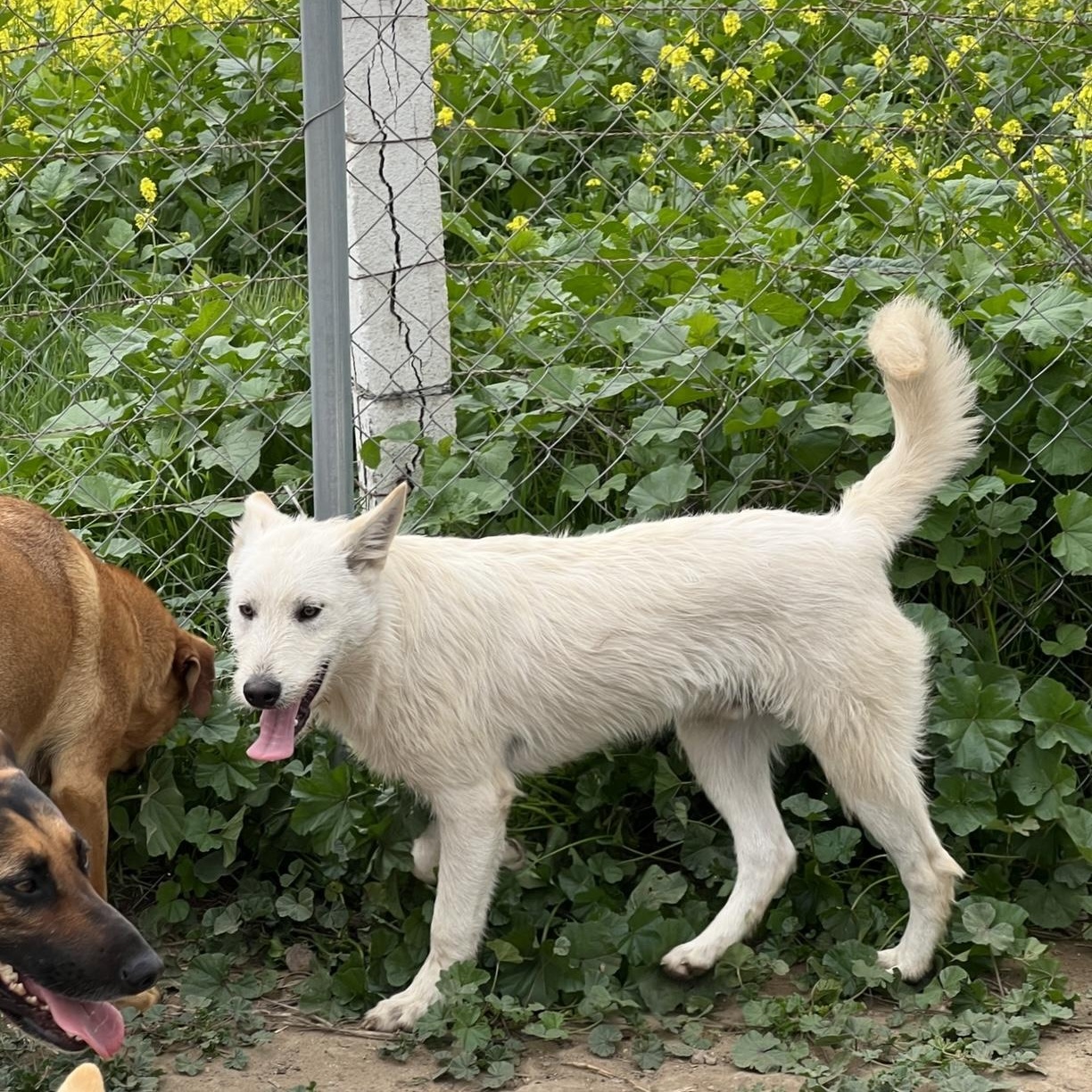 Cupcake, Adoptable, Young Male Shepherd & Terrier.