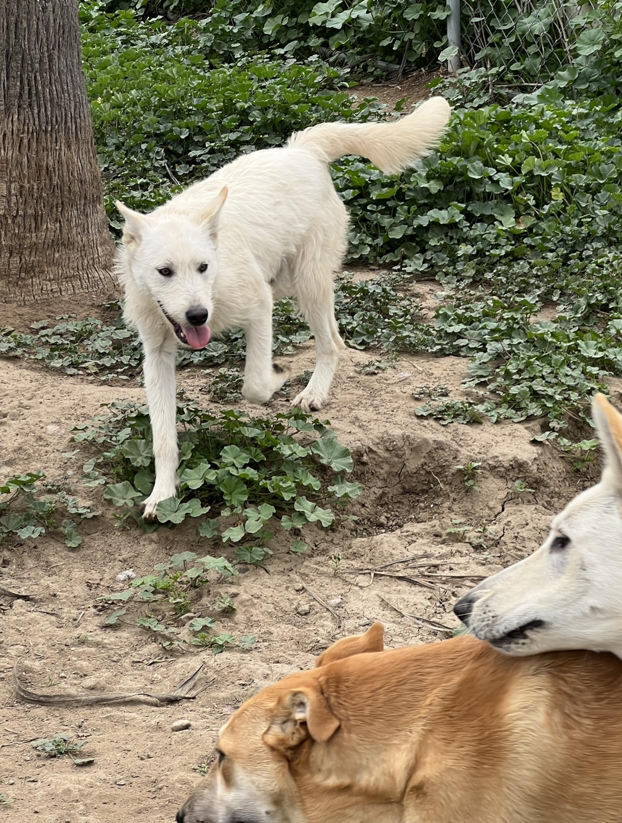 Cupcake, a Adoptable mixed breed in Carlsbad, CA image 4/4